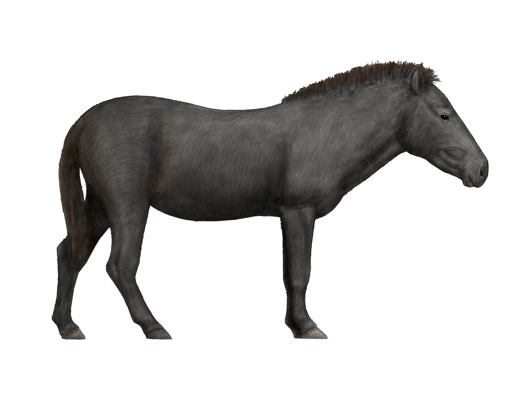 The European Wild Horse — The Extinctions