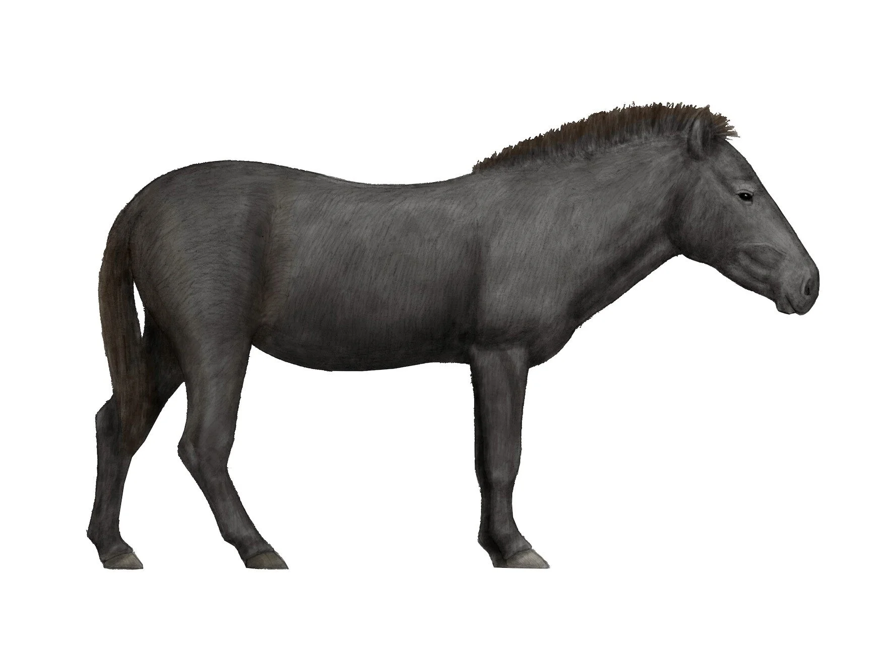 有蹄類の動物:その正体、例と特徴 - 馬 (Equus ferus caballus)