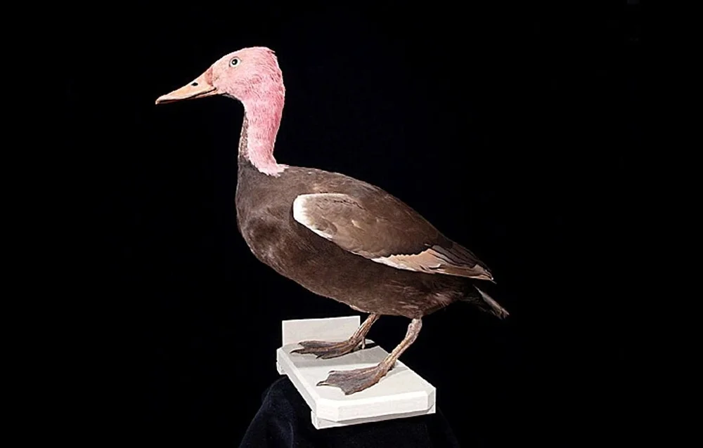 Why Did The Labrador Duck Became Extinct