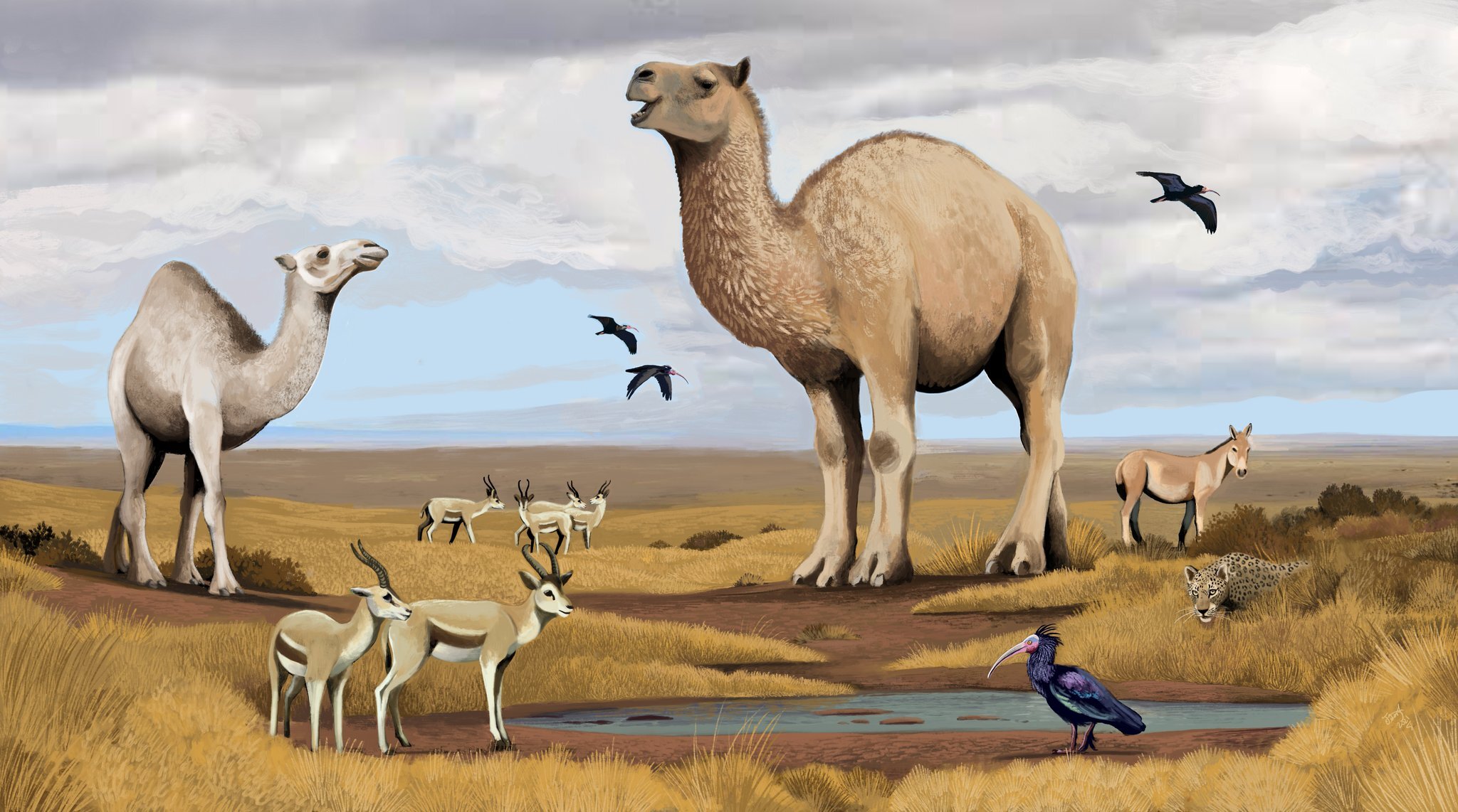 The Mysterious Origins of the Dromedary — The Extinctions