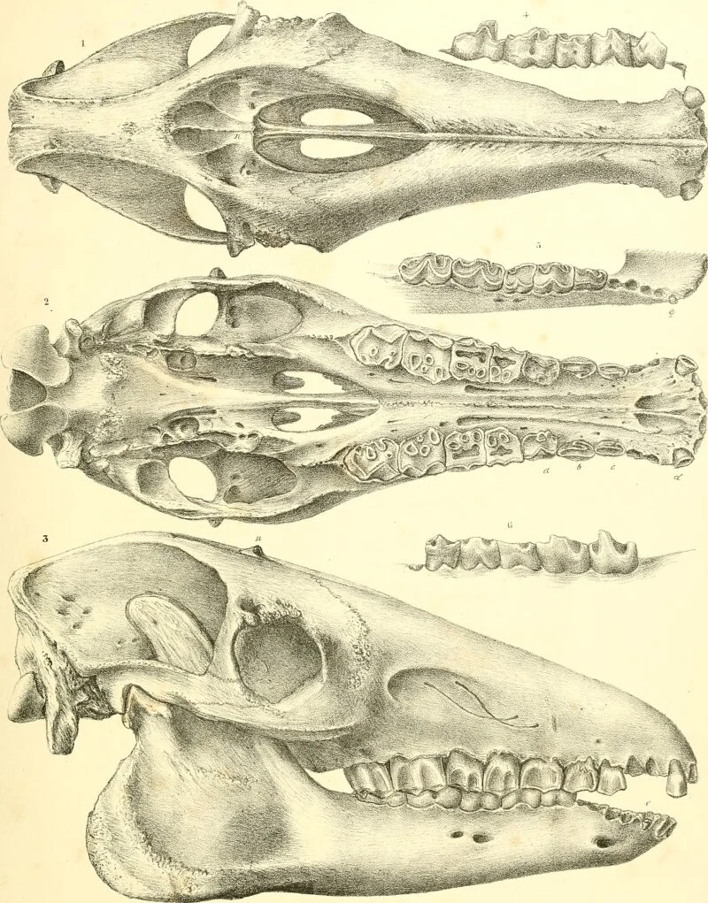 macrauchenia-patachonica-the-extinctions