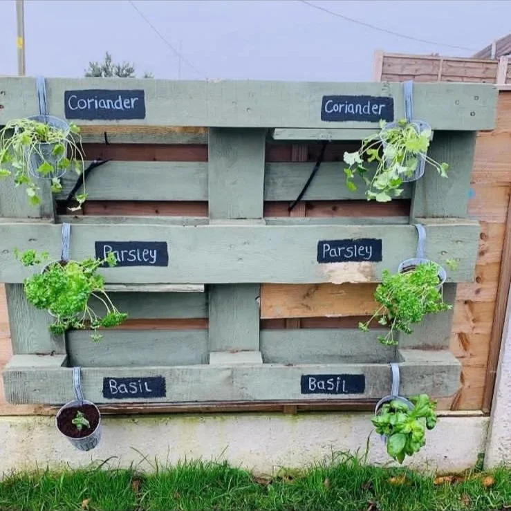 Vertical garden made from wooden pallets with potted herb plants labeled coriander, parsley, and basil.