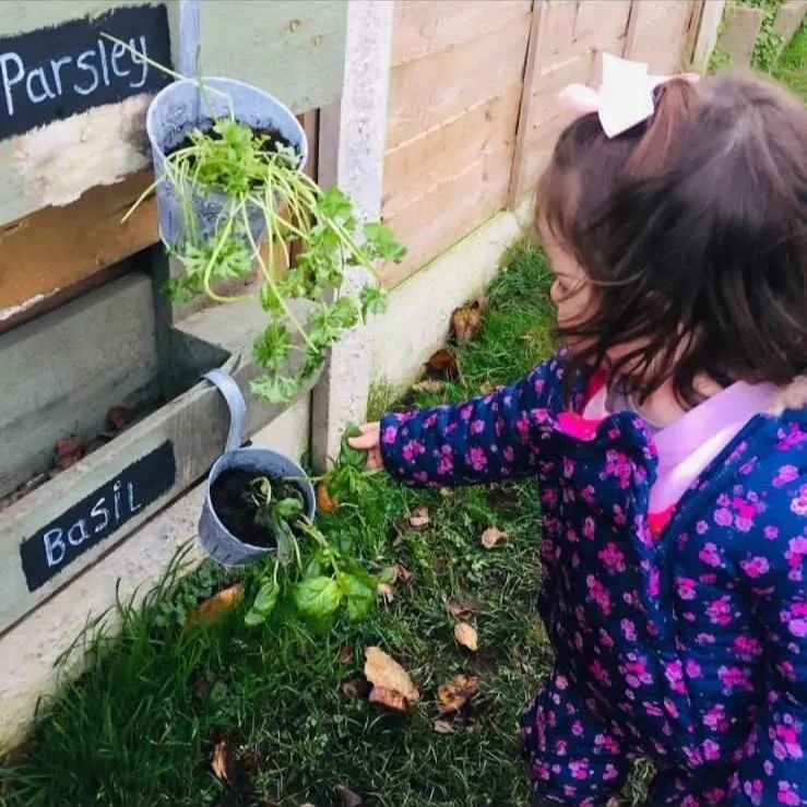 A young girl in a floral jacket with a pink bow in her hair is watering basil and parsley plants in a garden.