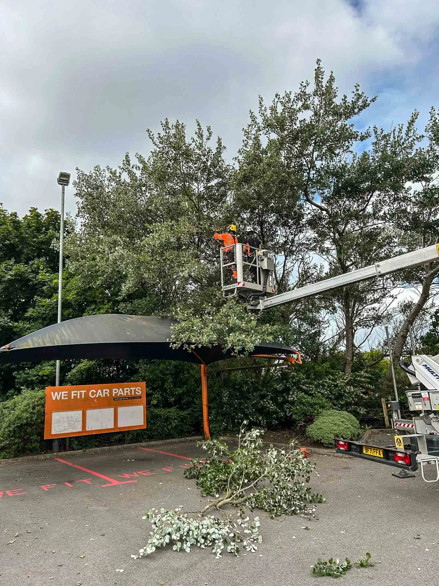 Expert Tree Pruning Cumbria - Arborscape Arborist & Tree Surgeon ...