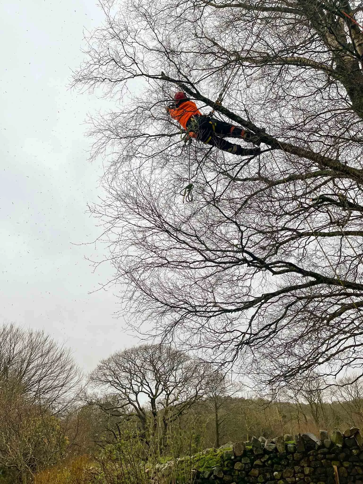 Expert Tree Pruning Cumbria - Arborscape Arborist & Tree Surgeon ...