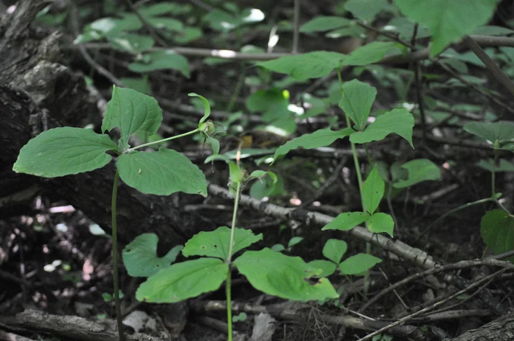 The understory is full of Trillium a vulnerable plant in Quebec (Copy)