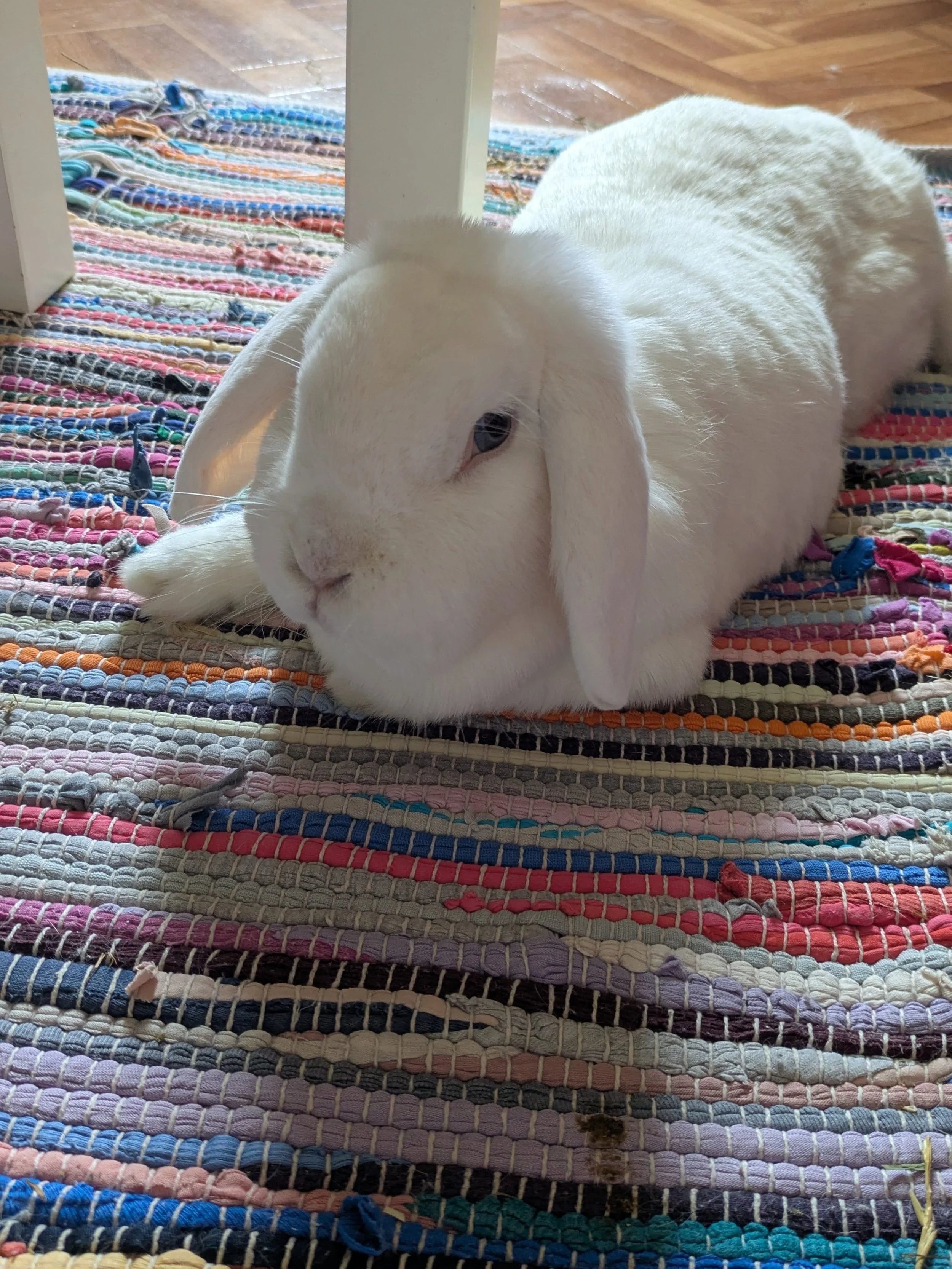Today we said goodbye to our babygirl 💔 it was such a joy to have you in the family for the past 5 years, all the way from a drive-by lockdown adoption. She was the longest girl who was the most enthusiastic about snacks, loved sleeping in strange p