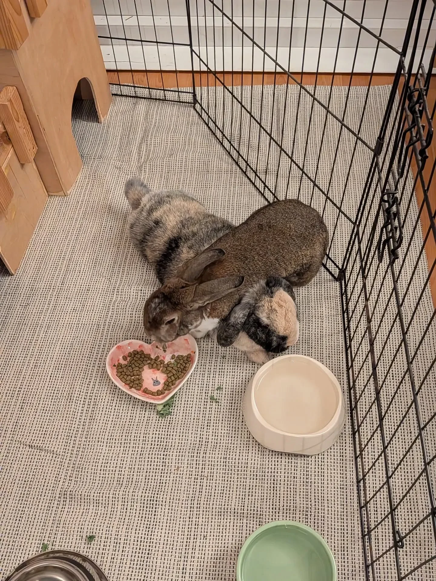 The end of an era, but in the happiest way 💔 our Brucey Toot has gone to live with his new bestie Honey.

He has always been a lover (of other buns, humans only tolerated) and has given so much love to his pals over the years Snowy &amp; Grayson. I'