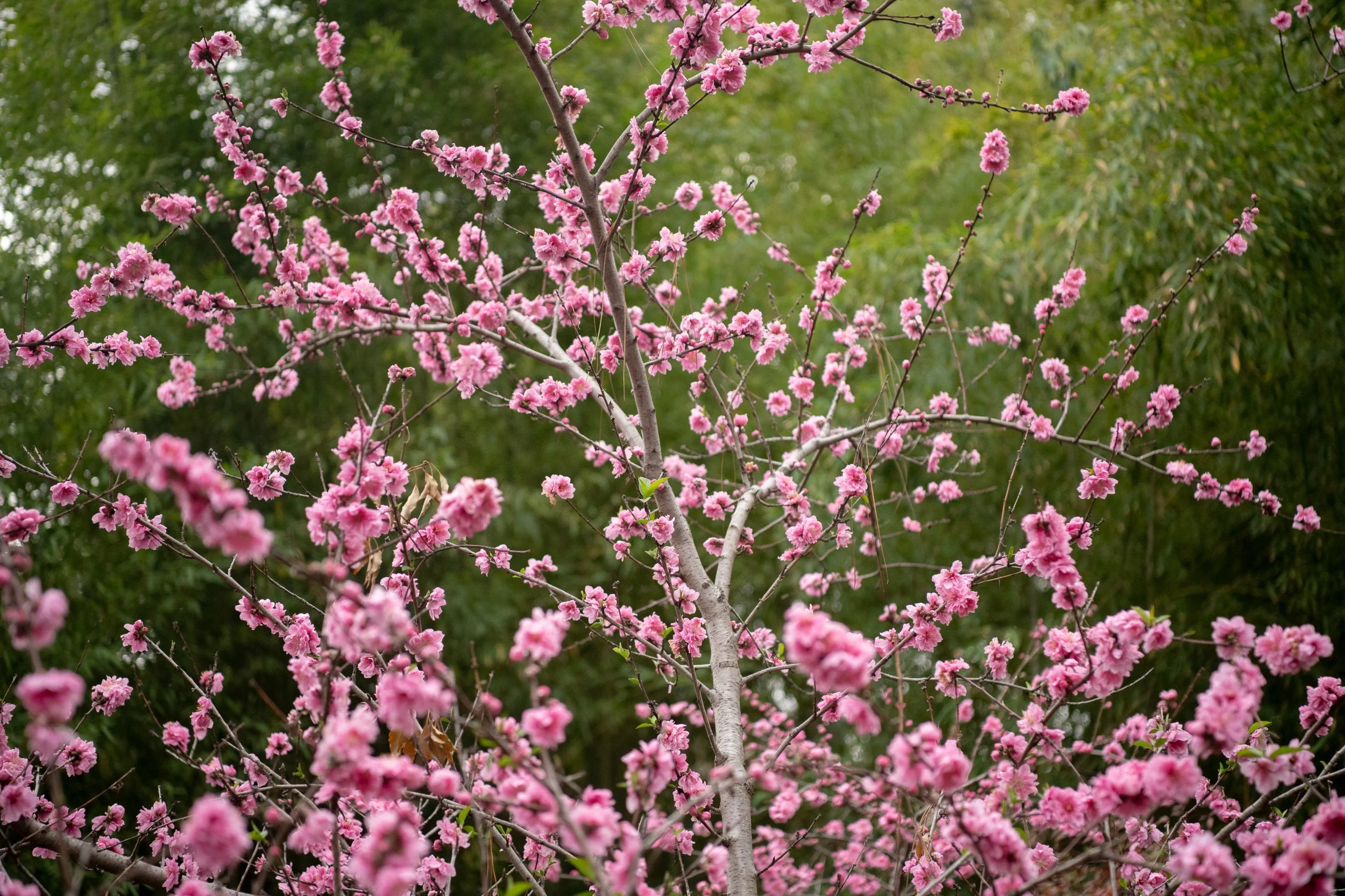 DSC_1291_SAKURA_PEACH_BLOSSOMS_2025_LS.jpg