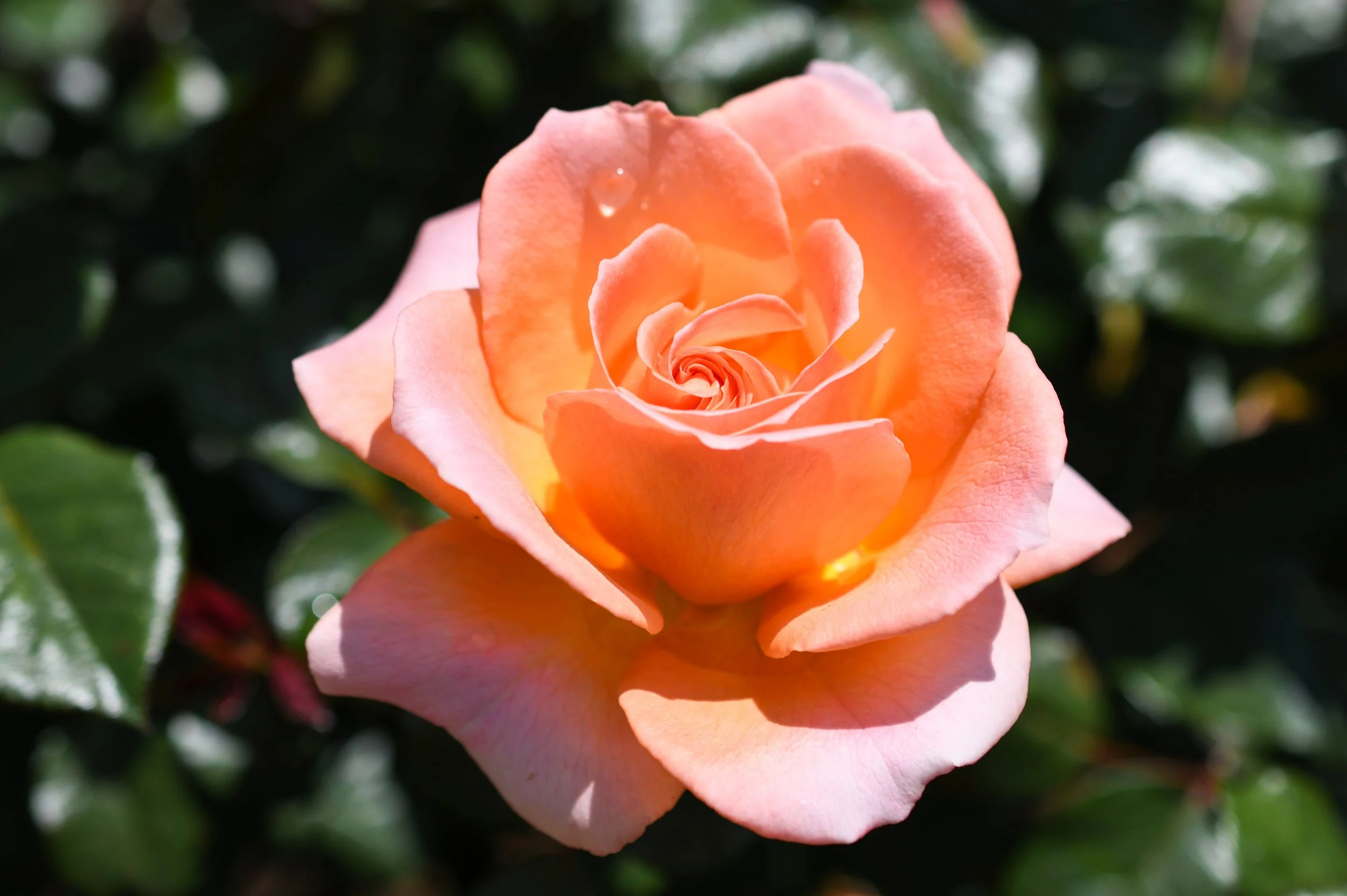 DSC_1351_ROSE_CLOSE_UP_2024_LS.jpg