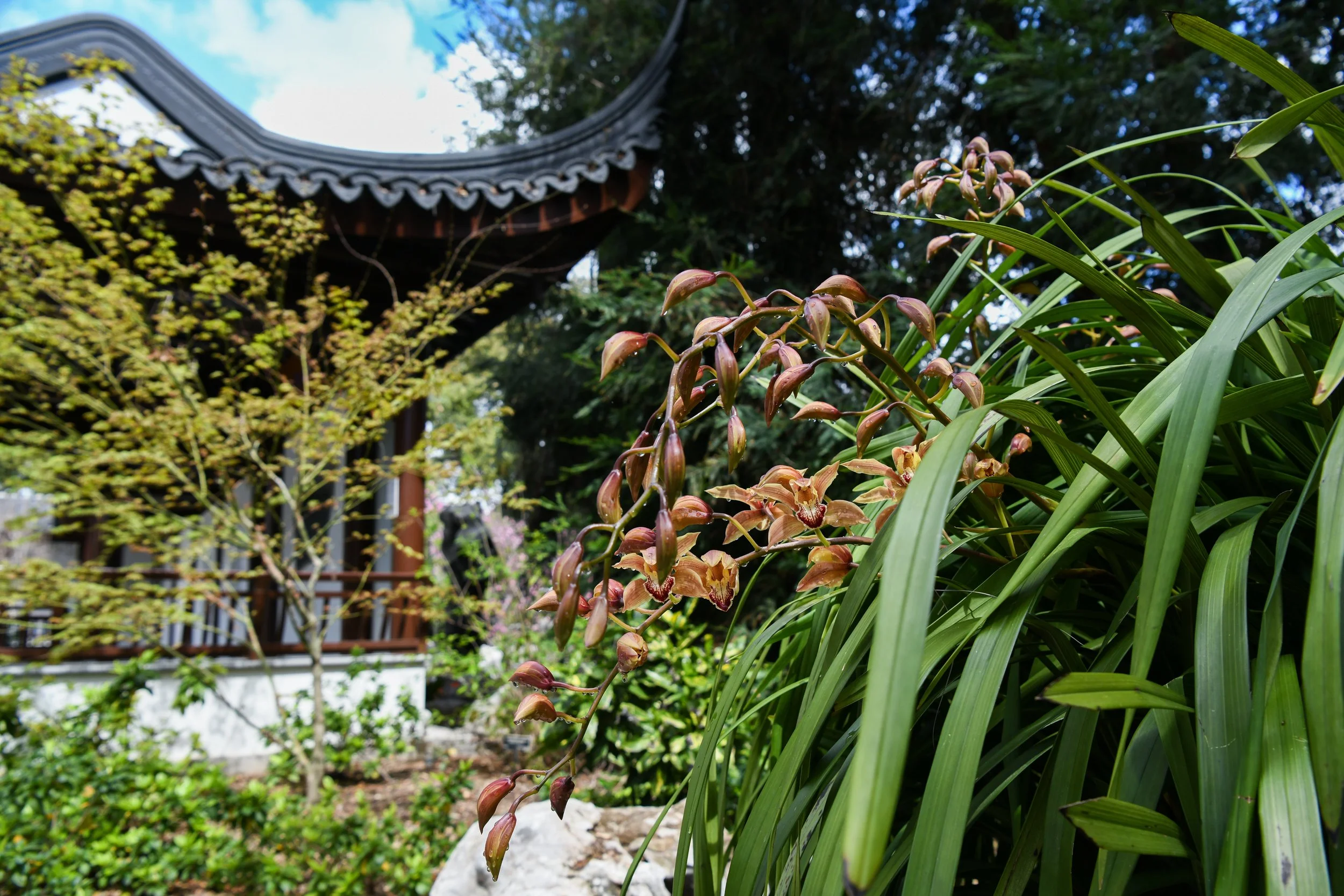 Giant_Orchid_Chinese_Garden_DSC_5079_LS.jpg