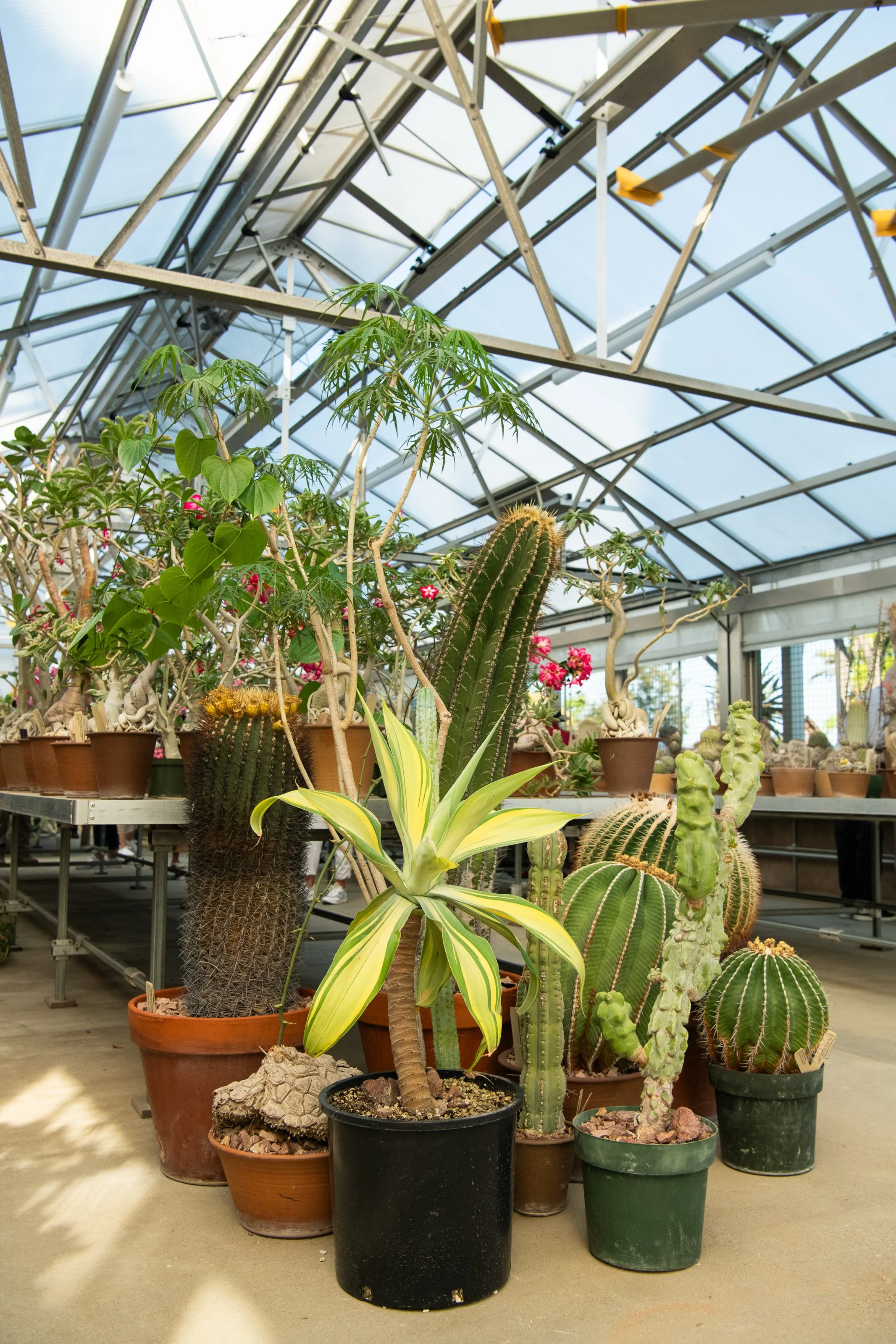 DSC_8832_DESERT_CONSERVATORY_OPEN_HOUSE_SOCIETY_FELLOWS_LS.jpg