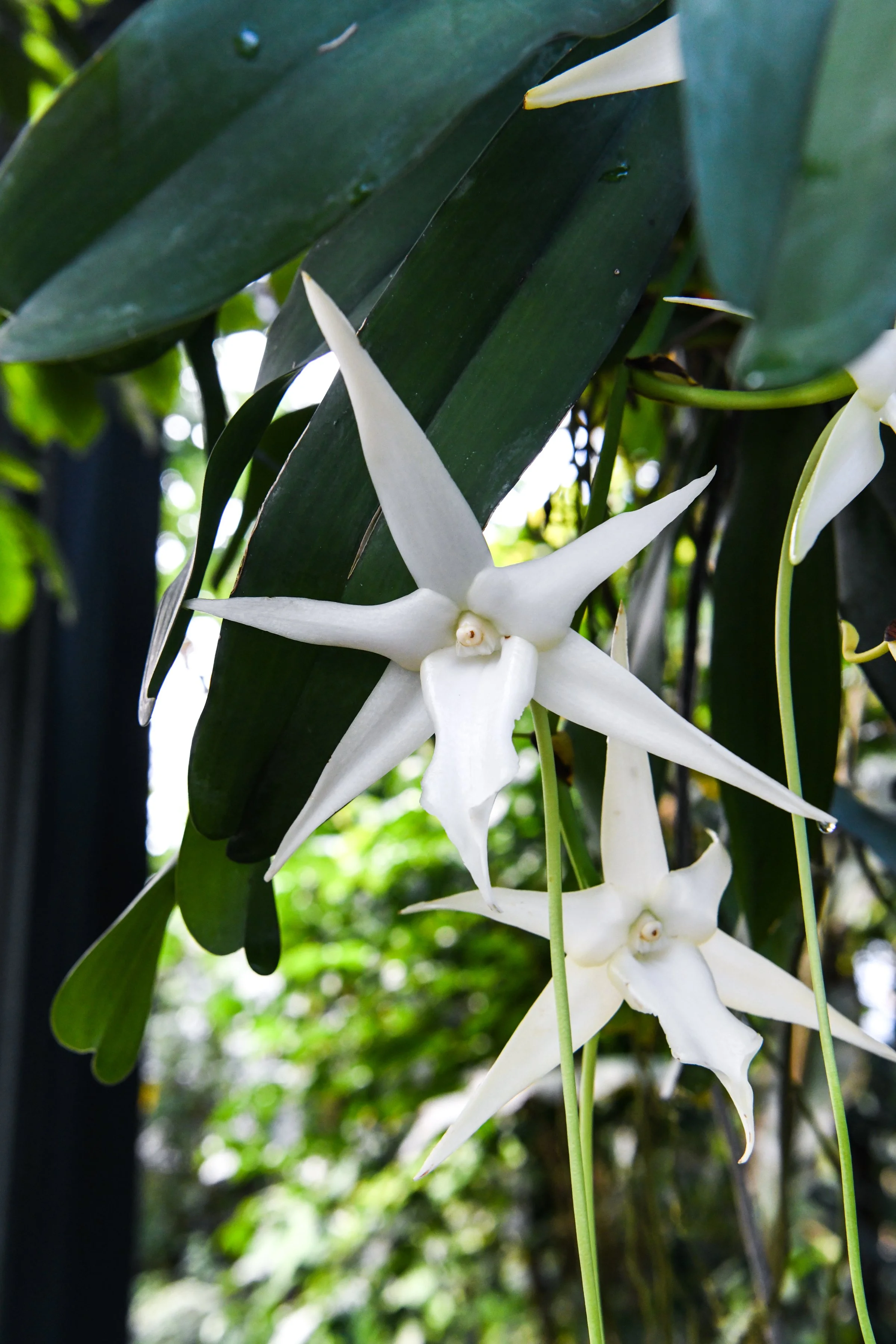 Darwins_Orchid_Angraecum_sesquipedale_DSC_4256_LS.jpg