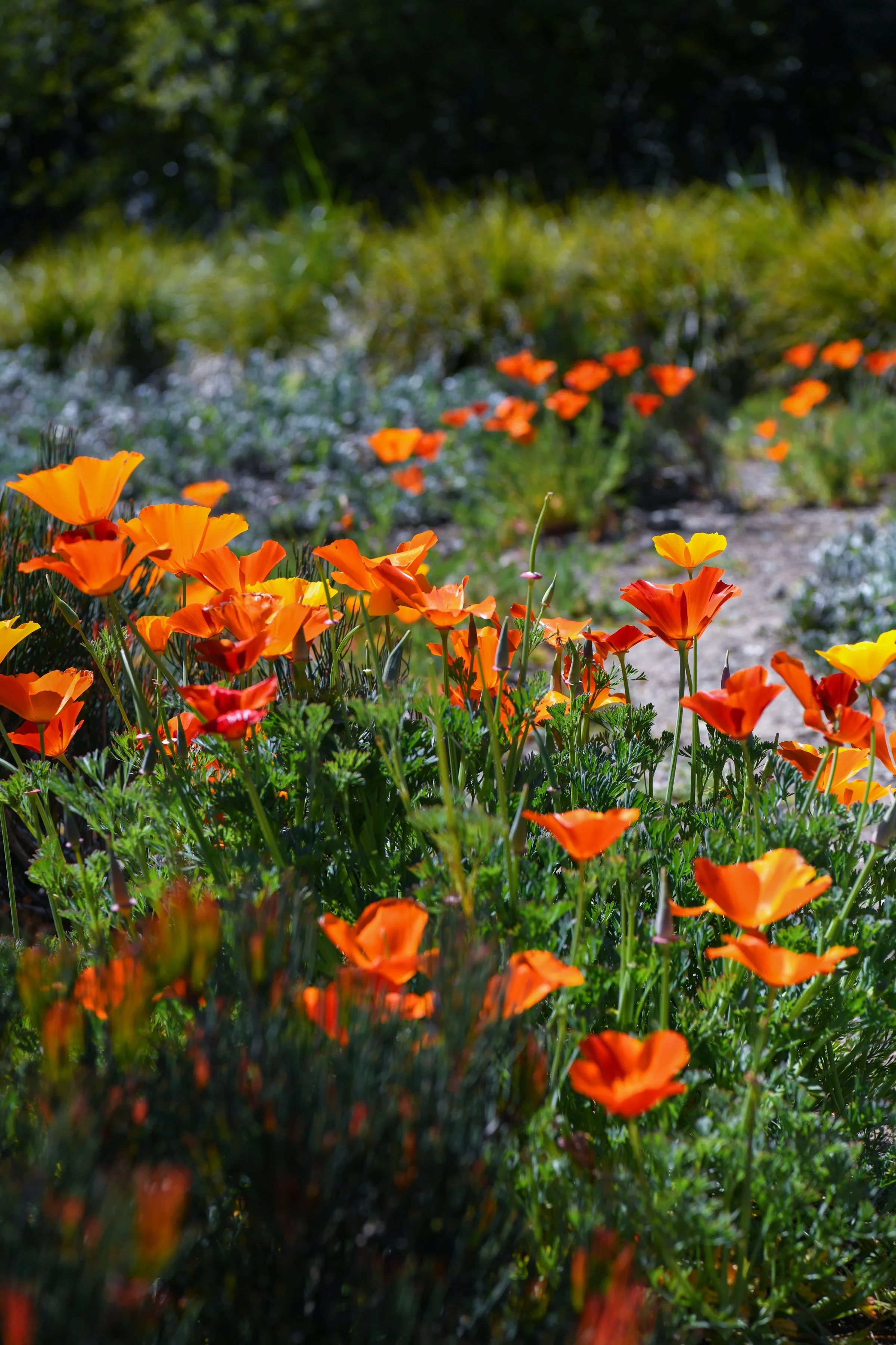Eschscholzia_californica_California_Poppies_Garden_April_DSC_5674_LS_LS.jpg