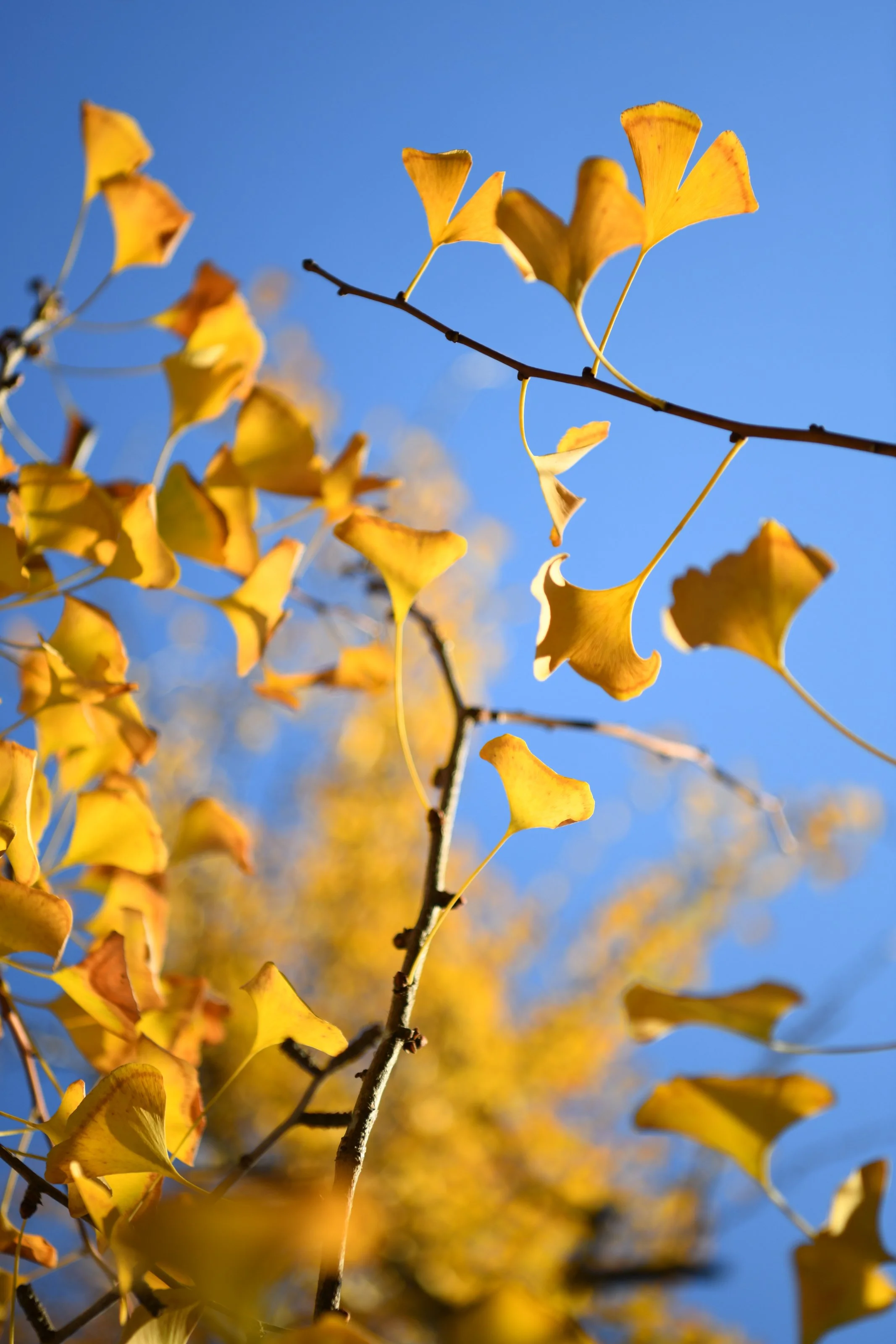 Ginko_Tree_DSC_3561_LS.jpg