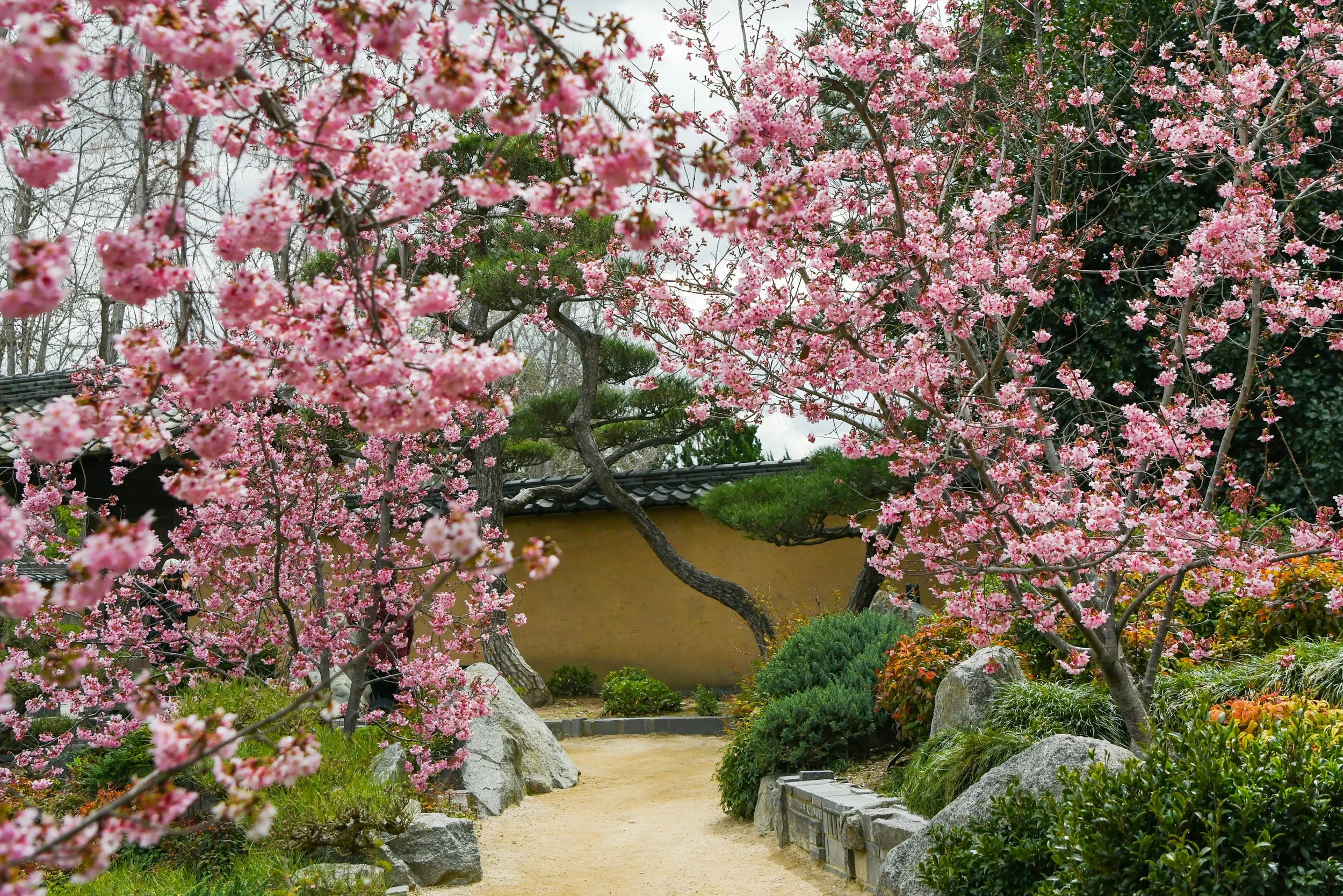 Cherry_Blossom_Sakura_Garden_DSC_2768_LS.jpg