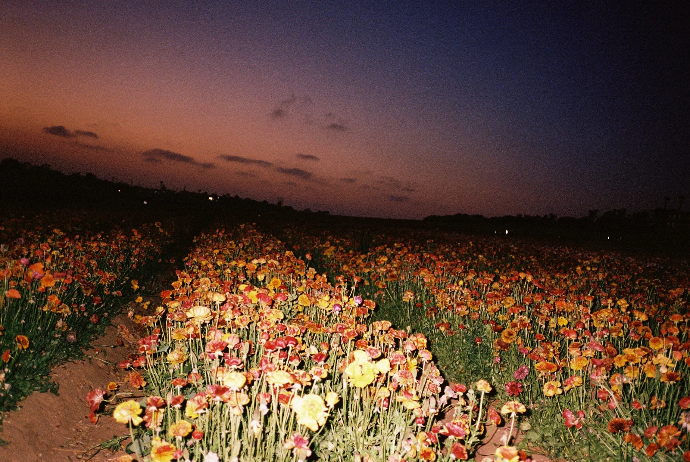 09_FlowerField_October 2021_Carlsbad_California.jpeg