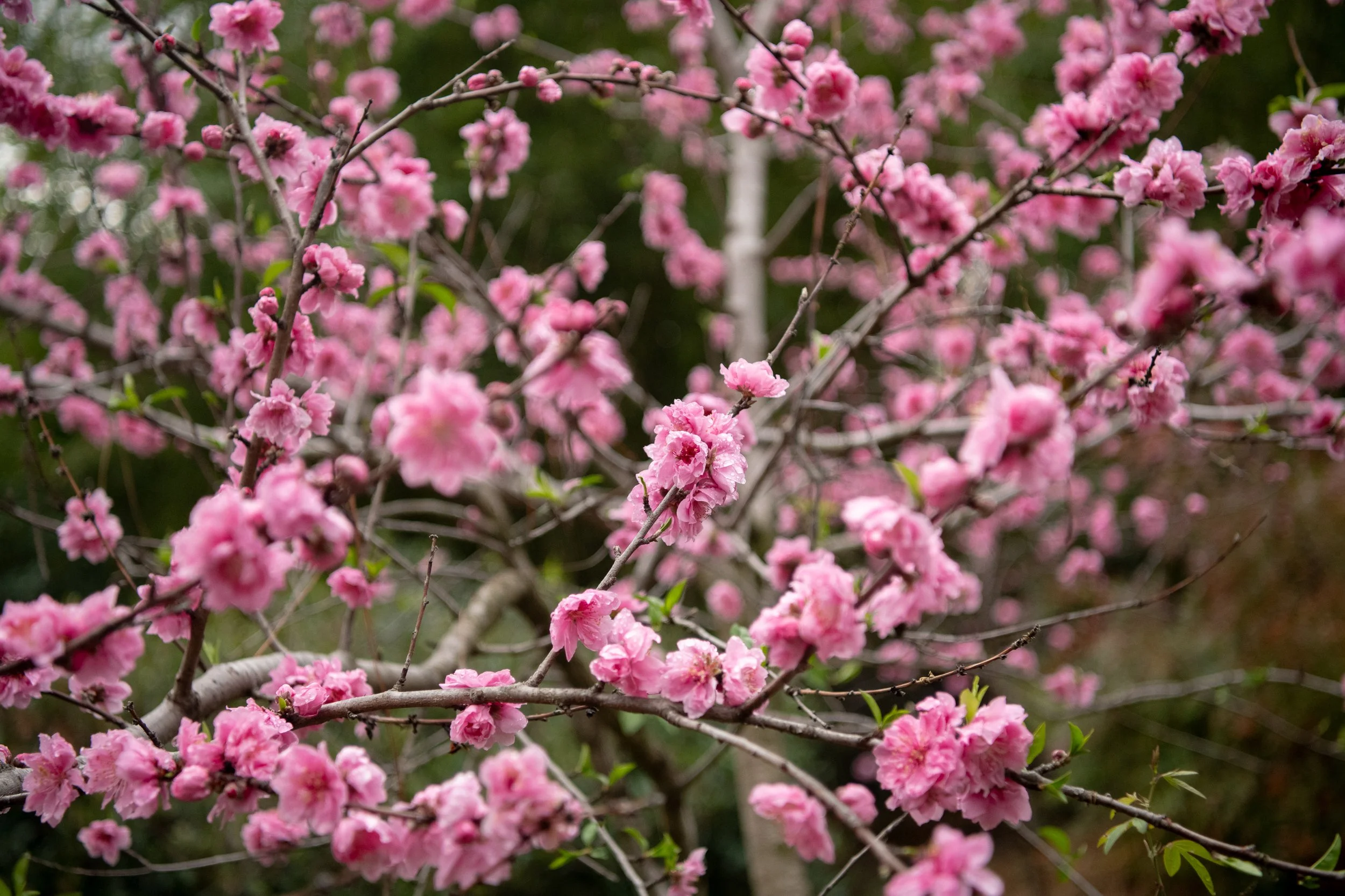 DSC_1270_SAKURA_PEACH_BLOSSOMS_2025_LS.jpg