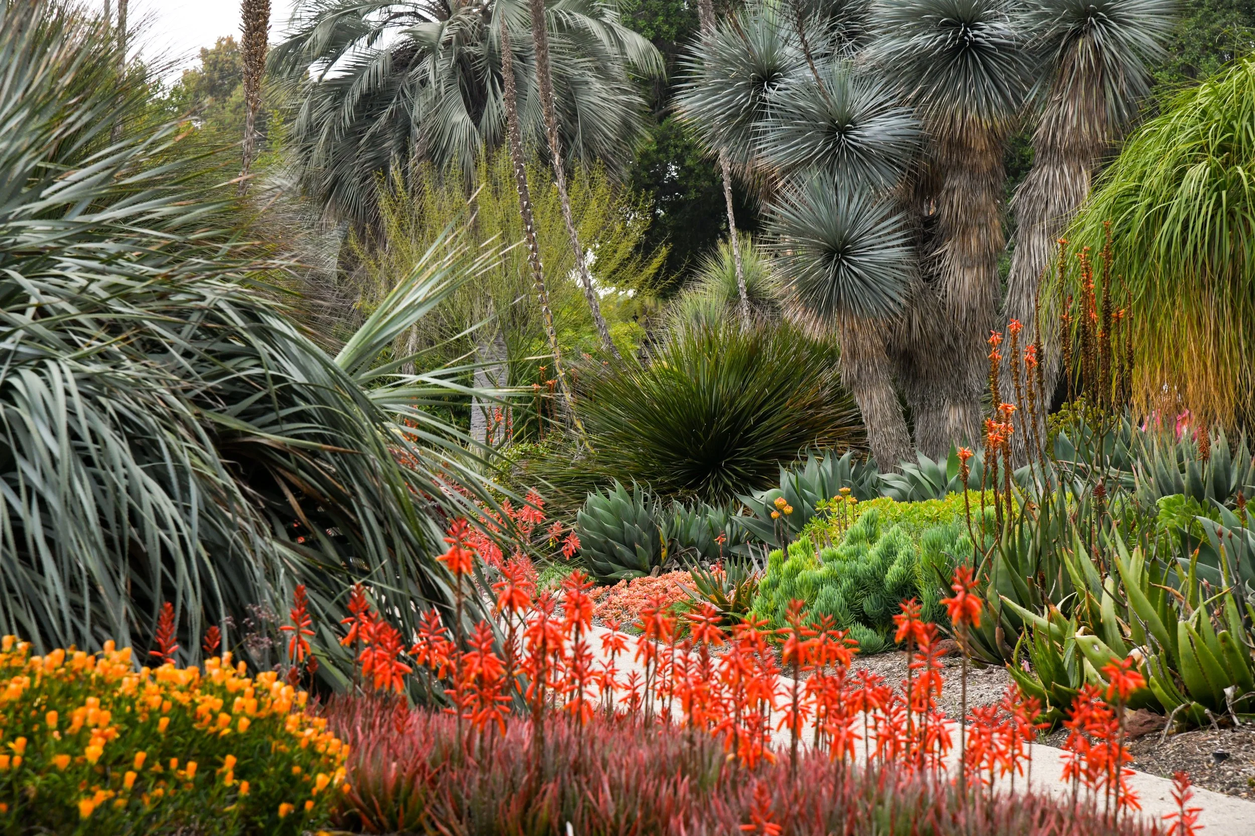 Desert_Garden_April_2023_DSC_1853_LS.jpg