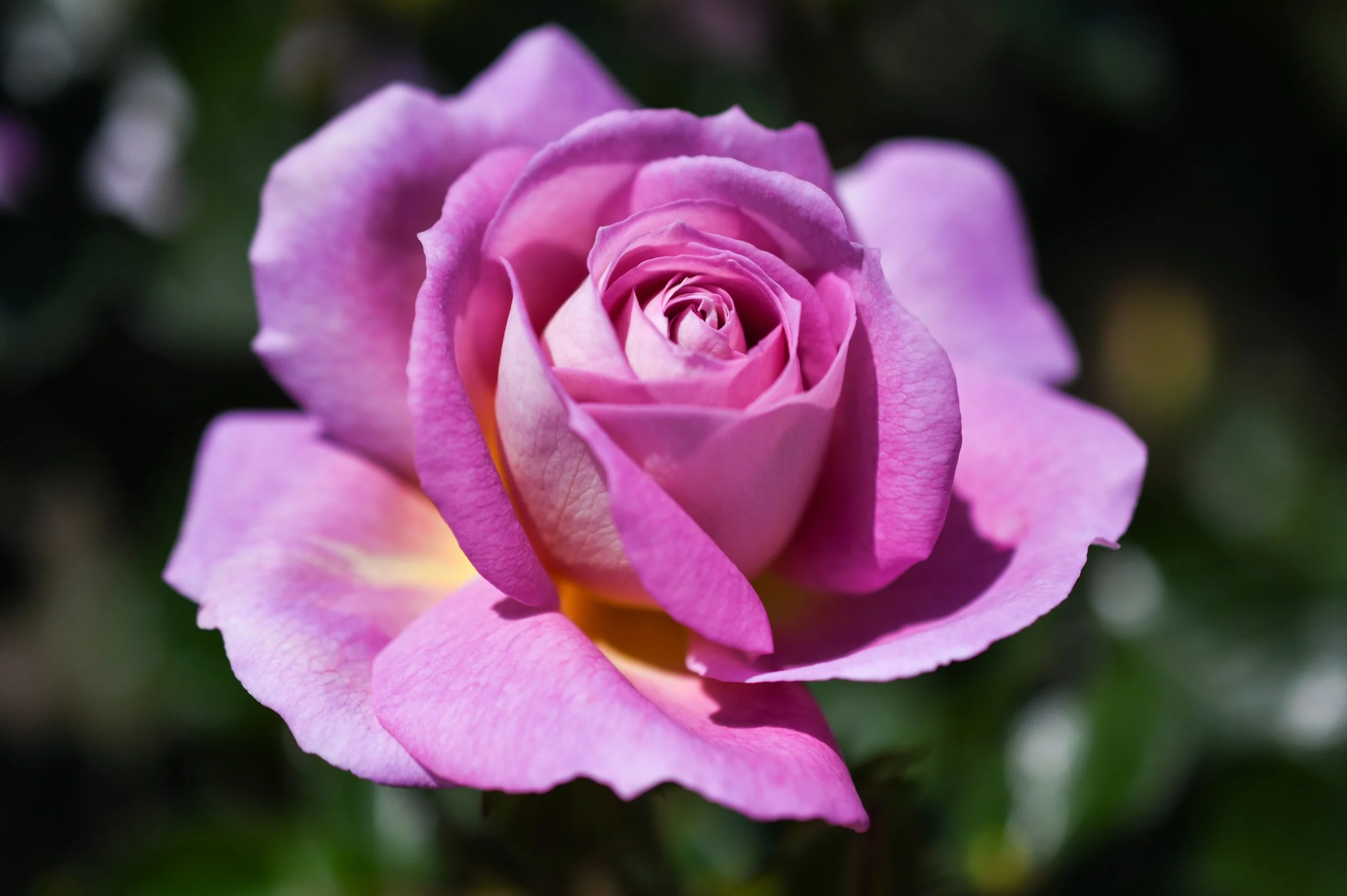 DSC_1377_ROSE_CLOSE_UP_2024_LS.jpg