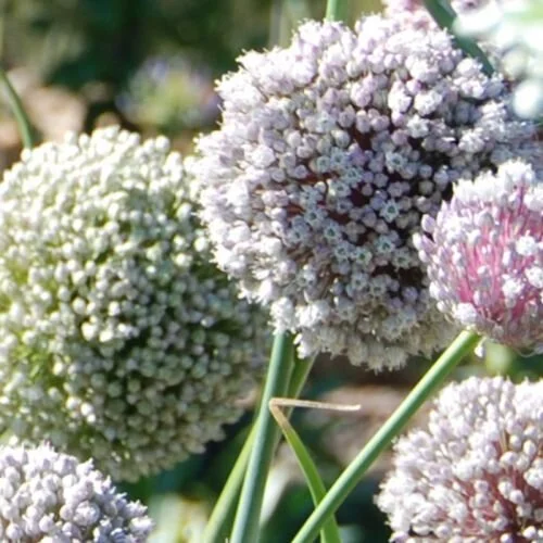 NMD_karen_10_500x500_crop_80.jpg