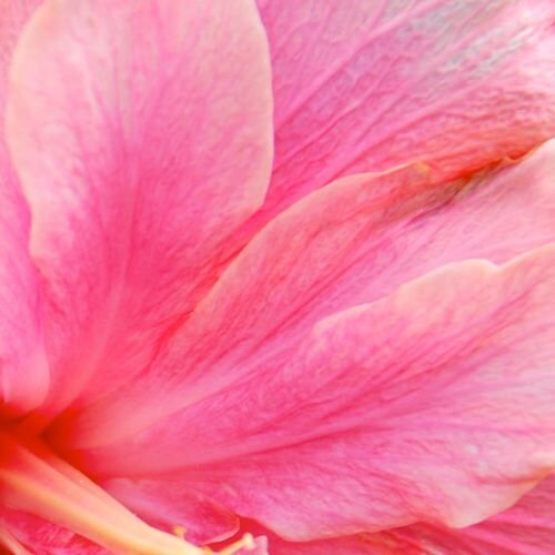 NMD_karen_8_500x500_crop_80.jpg