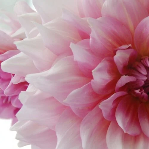 NMD_karen_6_500x500_crop_80.jpg