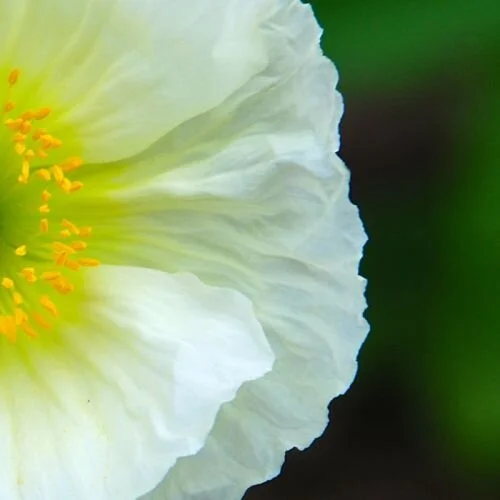 NMD_karen_5_500x500_crop_80.jpg