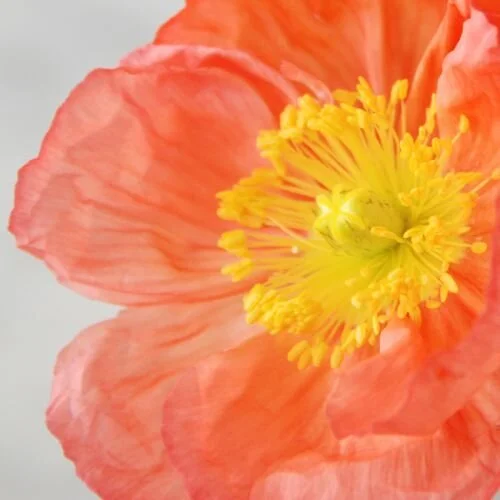NMD_karen_2_500x500_crop_80.jpg