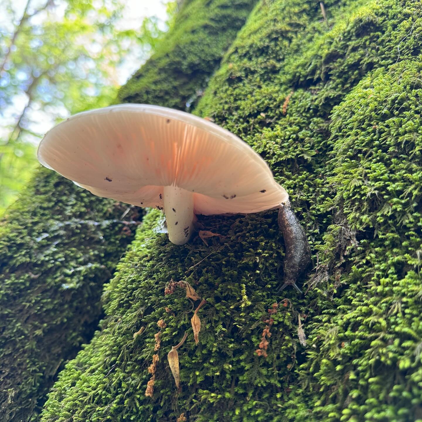 Mushroom spotting at @congareenps 🍄🍄&zwj;🟫
&bull;
&bull;
#palmettooutdoor #wecosc #congareenationalpark #mushroommonday #fungi