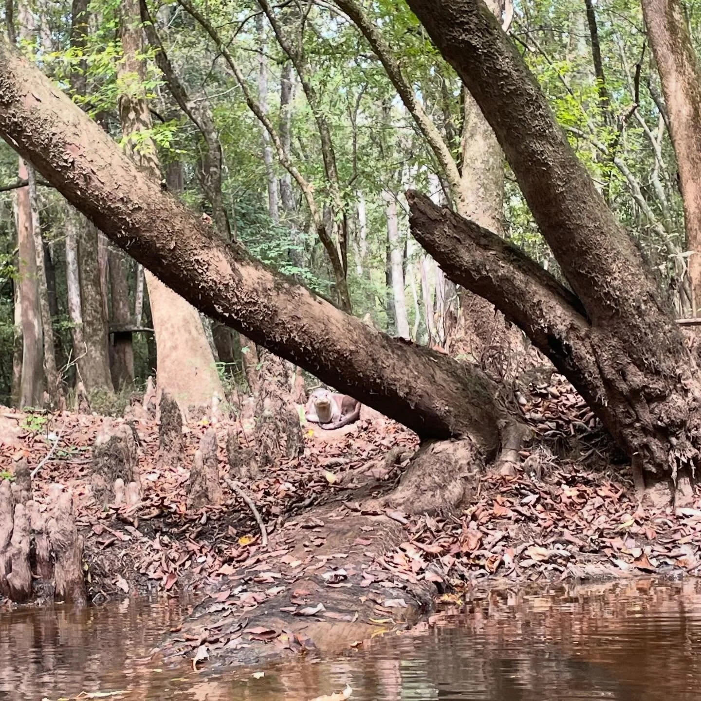 Did we mention the spectacular wildlife sightings at @congareenps ?

This river otter gives swamp puppy a new meaning.

#palmettooutdoor #realcolumbiasc #congareenationalpark #riverotter