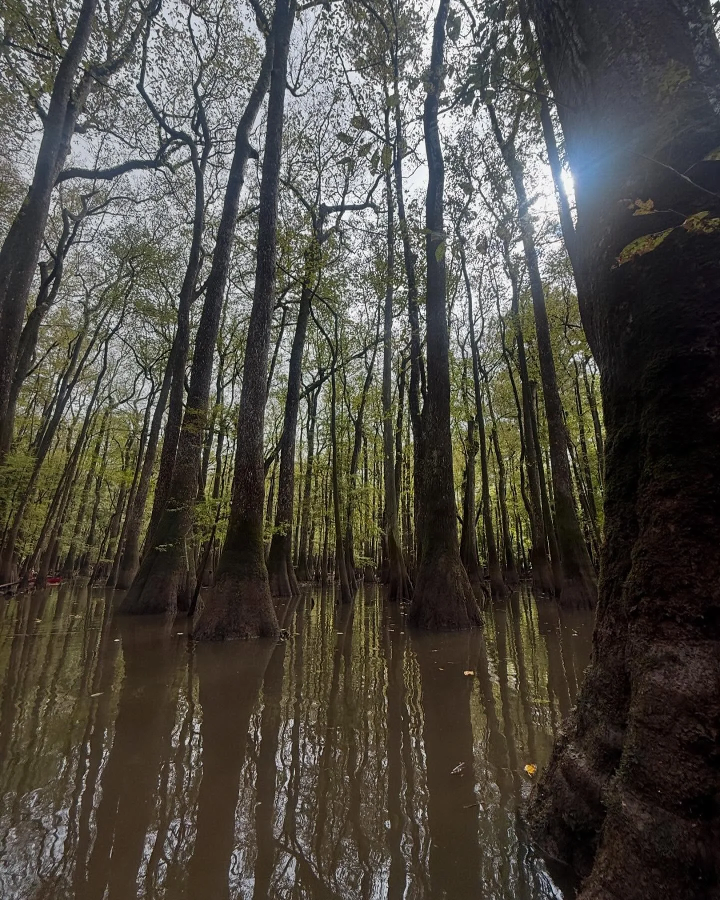 Slightly elevated water levels allow us to paddle back into some really cool offshoots at @congareenps 🛶

The Tupelo Basin is one of our favorite best kept secrets and a great example of why a guided tour is way better than a rental.
&bull;
&bull;
#