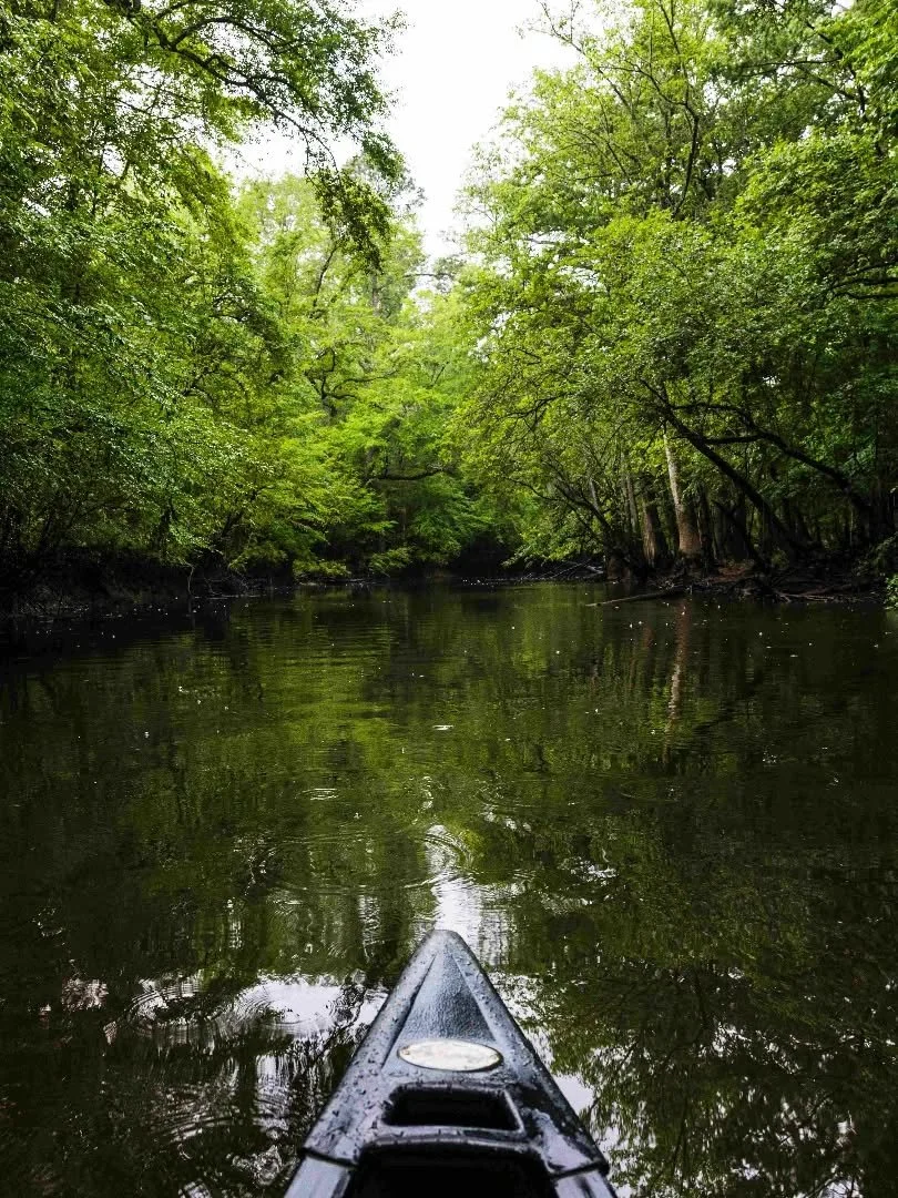 Ready to experience @congareenps from a whole new perspective? 👀

Join us for a guided canoe trip through one of the most unique ecosystems in the Southeast. ✨
Spots are limited, book your adventure today! 

.

.

#palmettooutdoor #congareenationalp