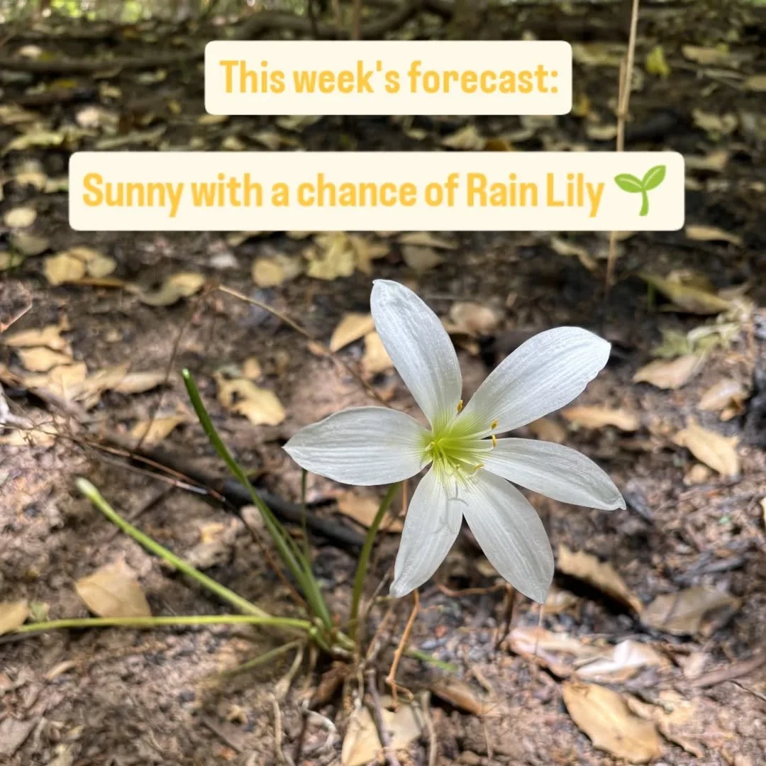 Perfect weather for a guided tour through Congaree National Park. ☀️

Book your trip today! 

.

.

#palmettooutdoor #congareenationalpark #columbiasc #exploresc #discoversc
