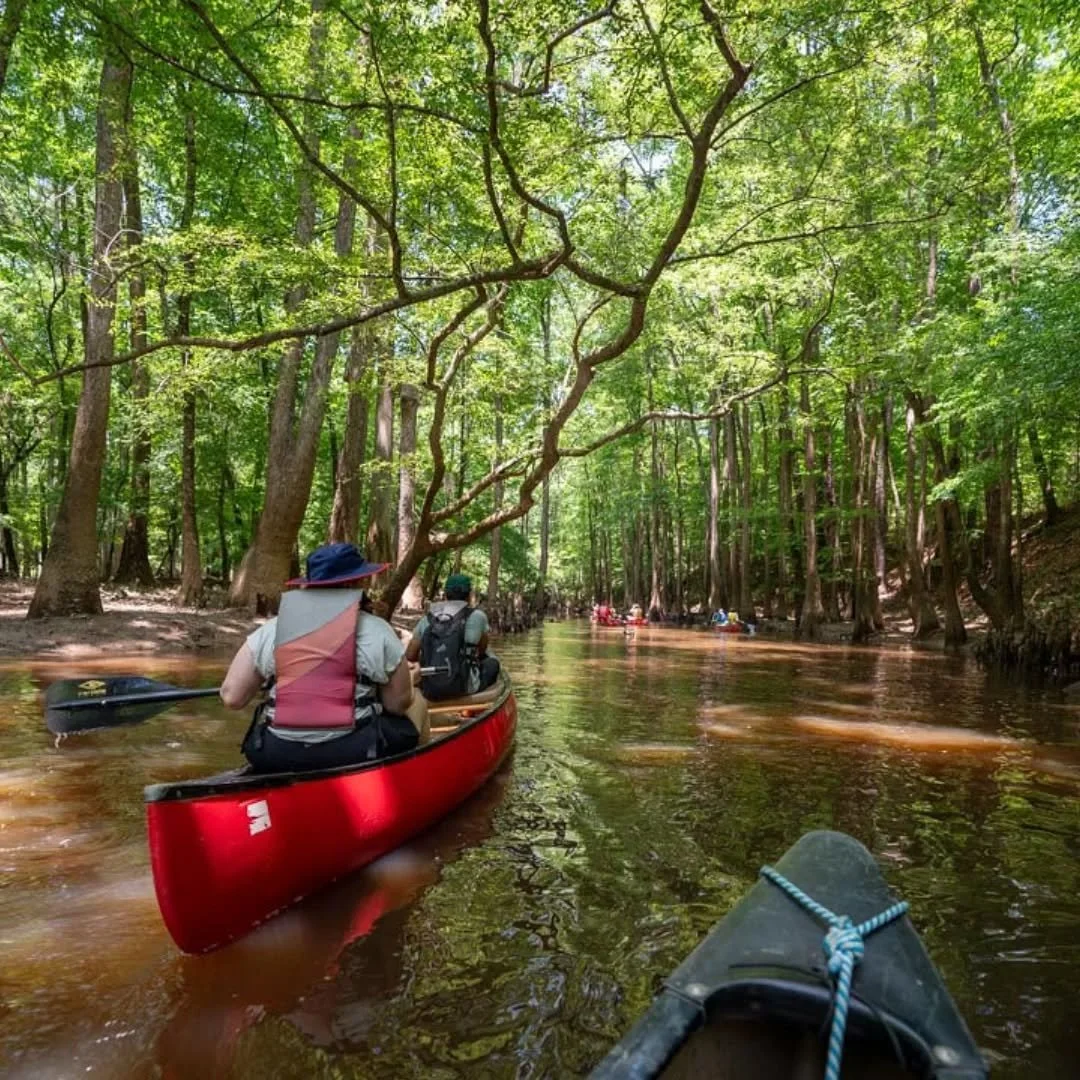 Gliding through quiet waters beneath a canopy of ancient trees - feels like paddling into another world. 🛶🌳

.

.

#palmettooutdoor #congareenationalpark #columbiasc #exploresc #discoversc