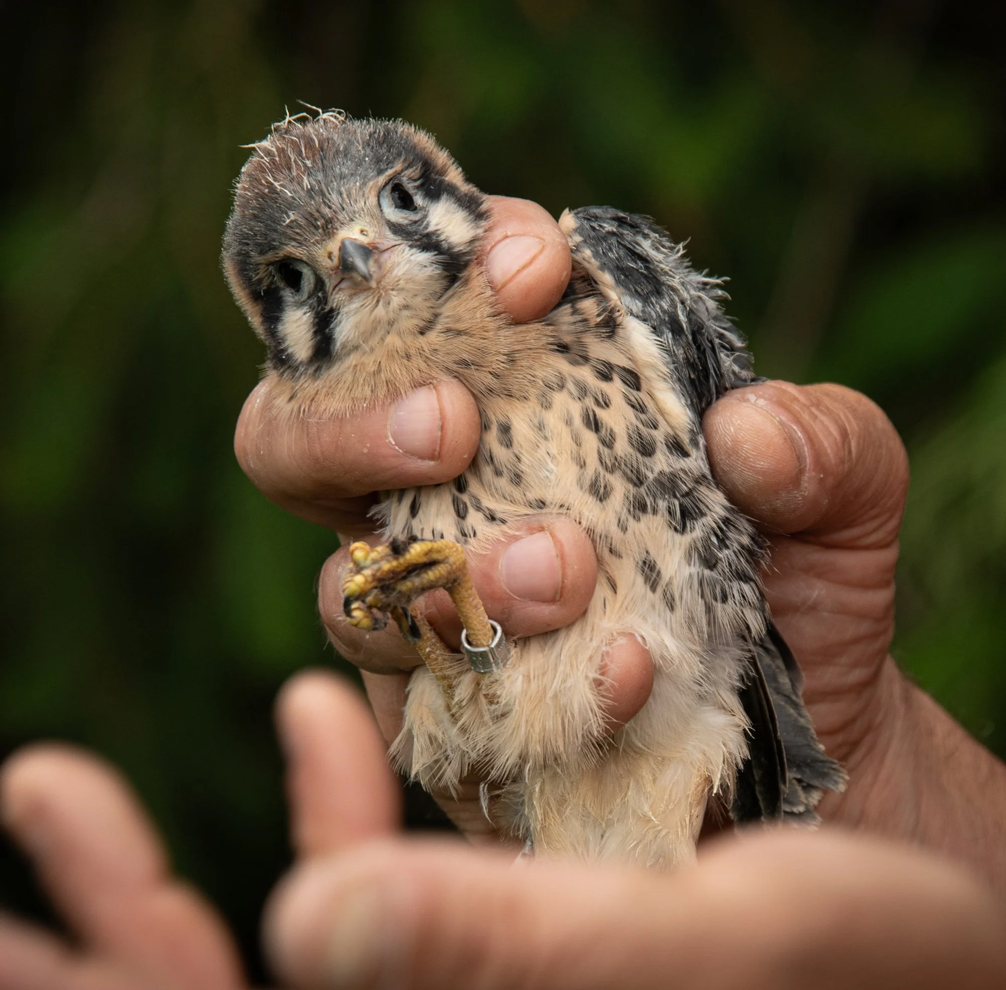 Kestrels are Making a Comeback: Rhoneymeade is Helping
