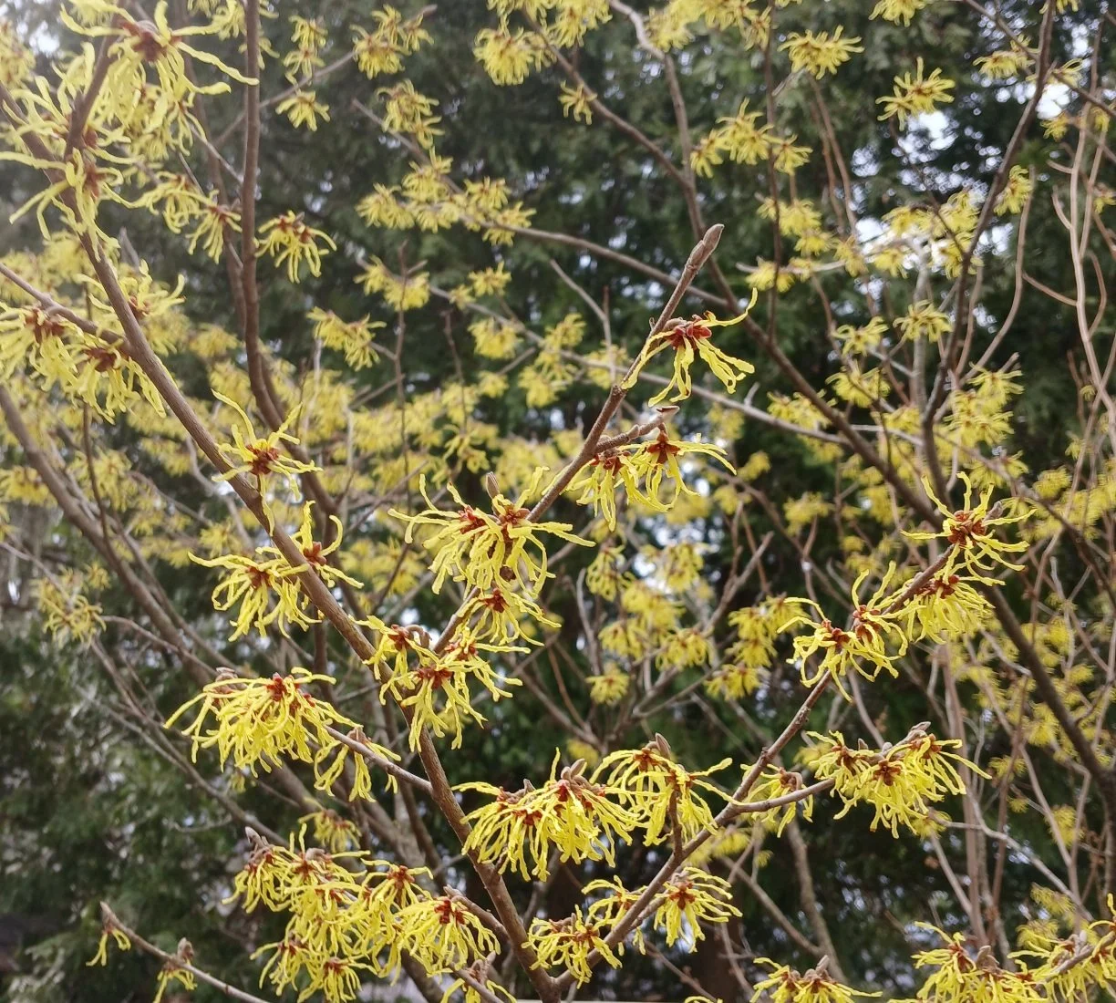 ‘Spring Awakening’