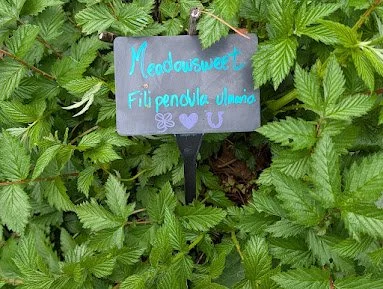 Herbal Gardening Mornings