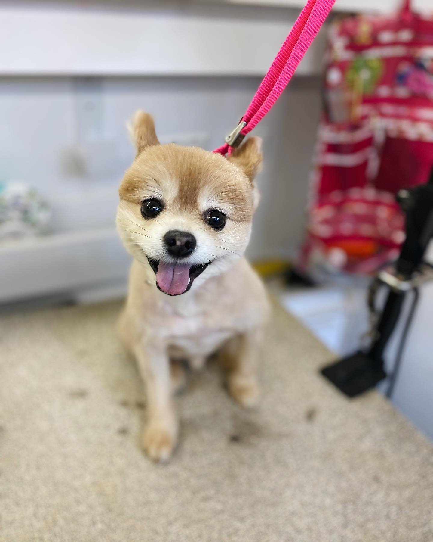Fozzy says hi. 👋

 #dogsgram #dog_features #prettydog #dogsofinstaworld #dogsoftheday #dogcorner #doggram #dogslife #insta_dog #dogofthedayjp #dogphotography #dog_features #puppy #dogsofinstaworld #doglife #dogoftheday #dogs_of_world #instapuppy #do