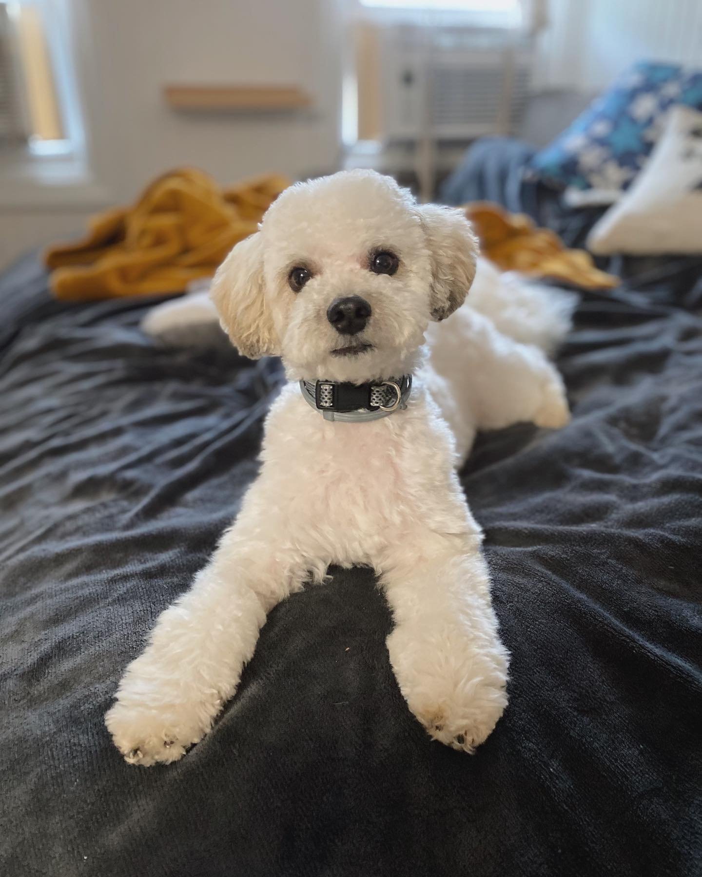 Ollie, Ollie you&rsquo;re a little naughty on the table but you literally can do whatever you want 😭#cutedogs