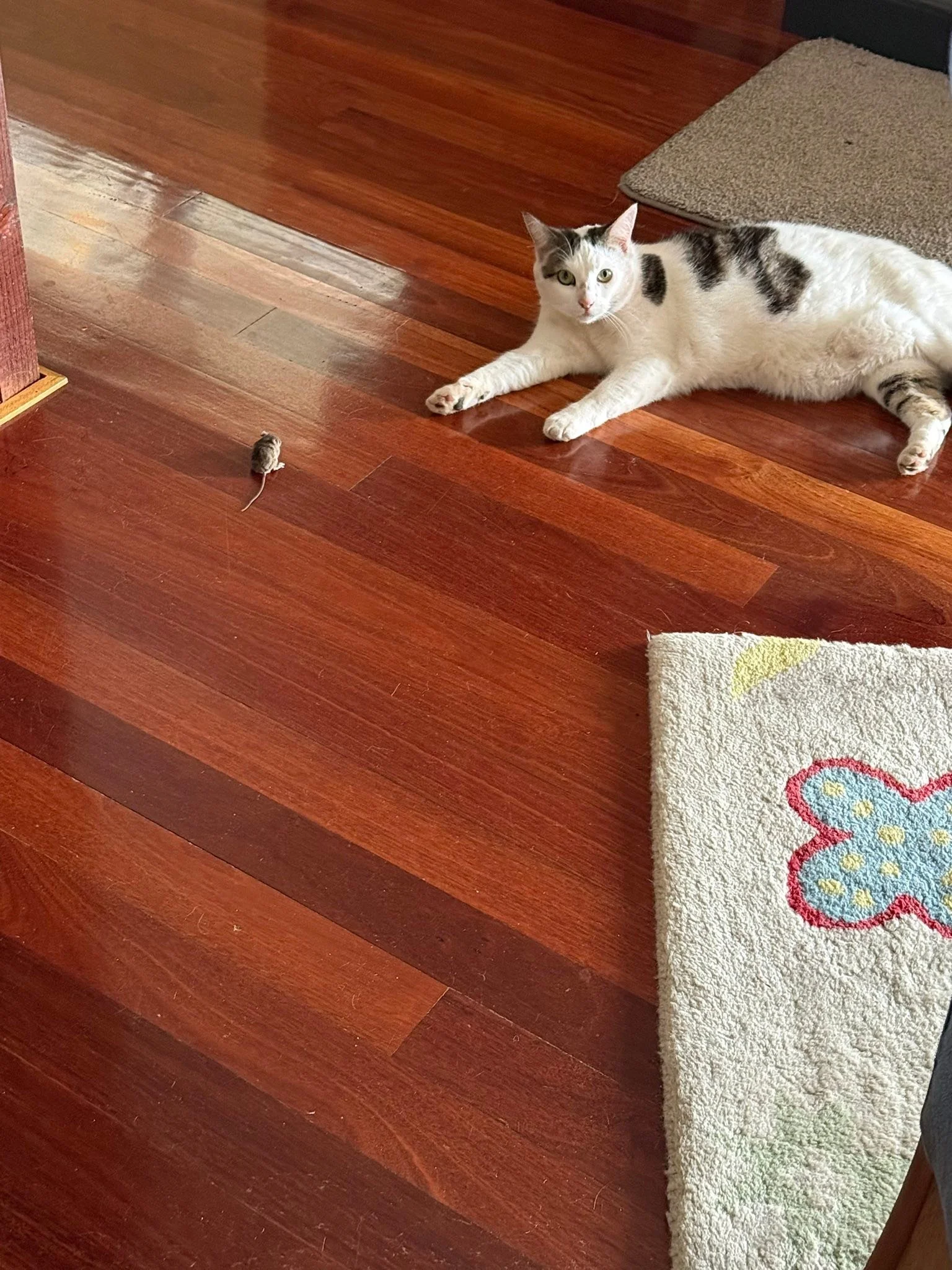 When you are home alone and one of your cats loves you so much they bring you a present 🐭 HELP!! 😂