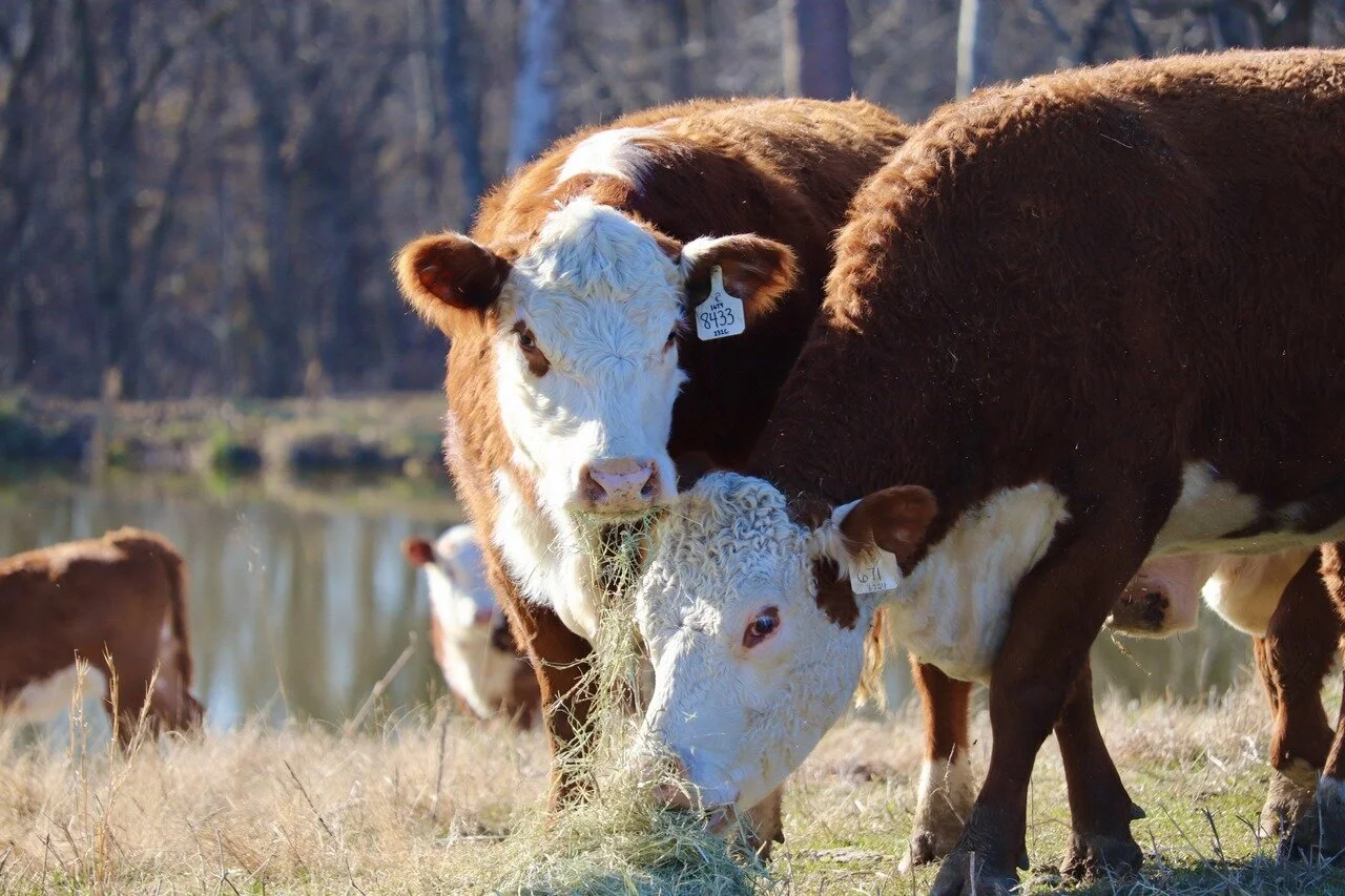 Chapman Land And Cattle