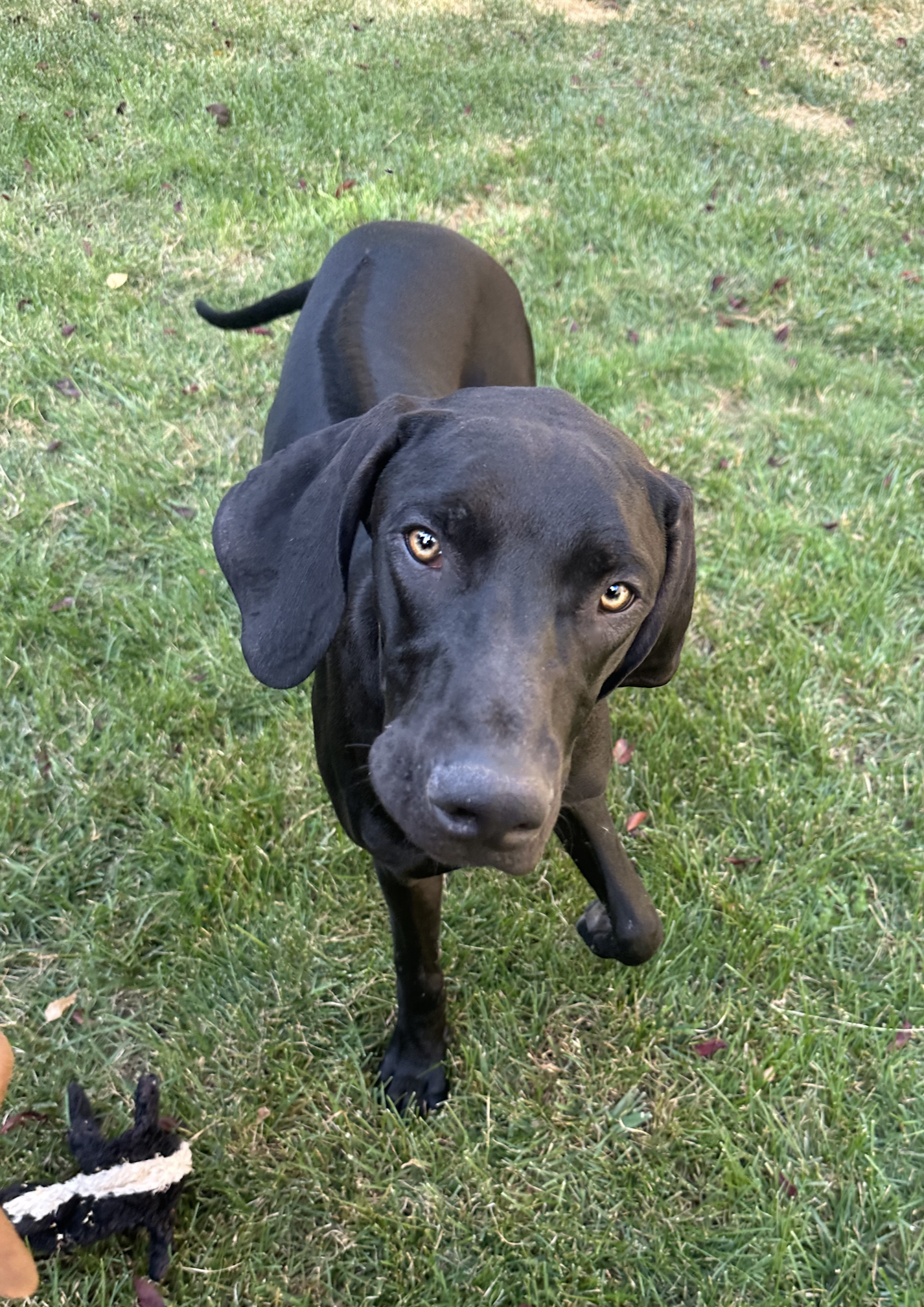 NICKEL 9/1/24 - One of four stunning Ridgeback/Weimaraner mixes born this past Valentine's Day, Nickel was from a large accidental litter. The very responsible owner asked us for help after successfully placing the other seven pups. Nickel was the s