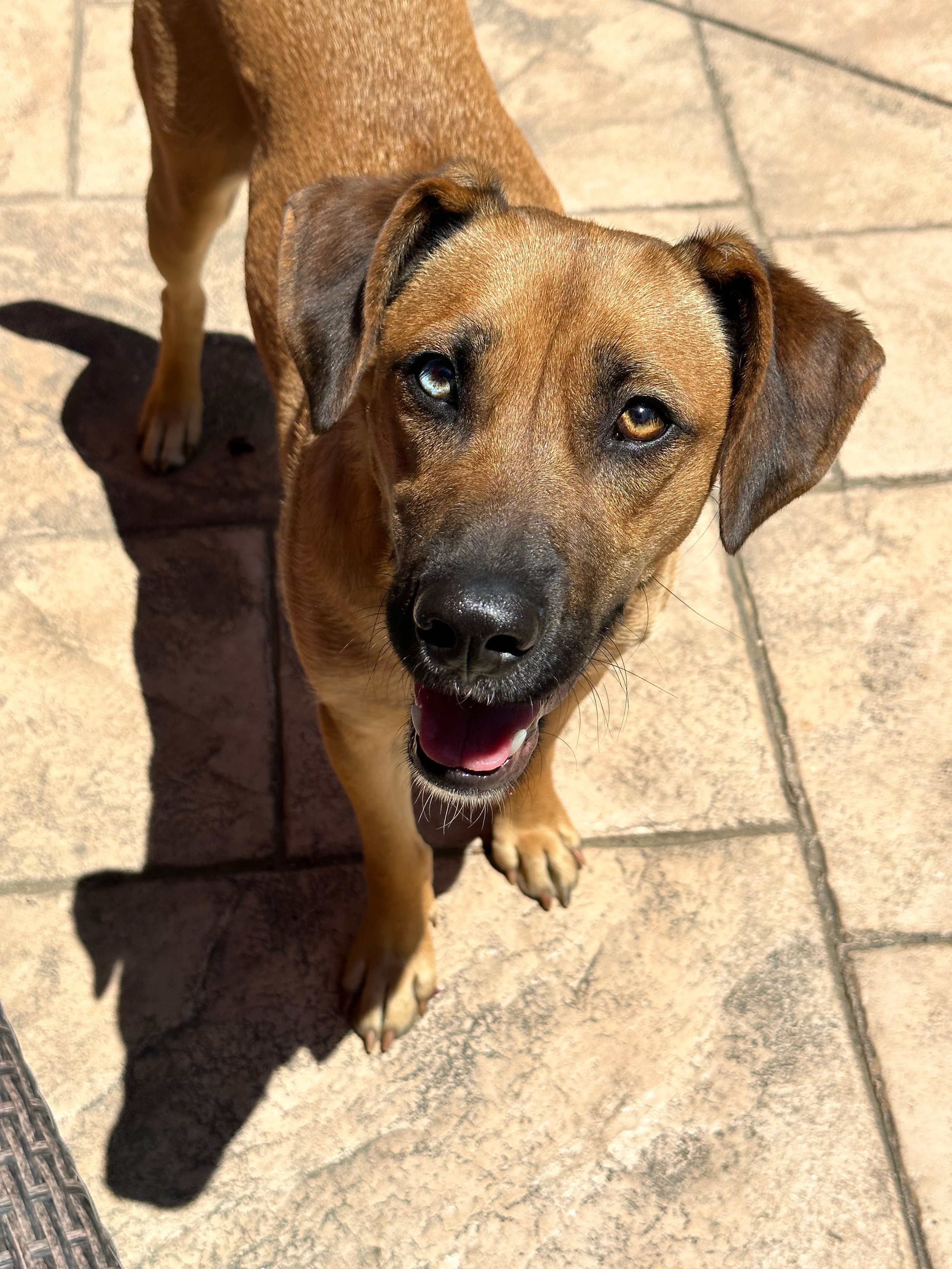 LOLA 1/30/23 - Lola … what to say about Lola. Clearly not a Ridgeback, she was one day away from euthanasia at an overflowing shelter. We chose to open our doors to her. Although it took two weeks for her to let her foster mom touch her, and months b