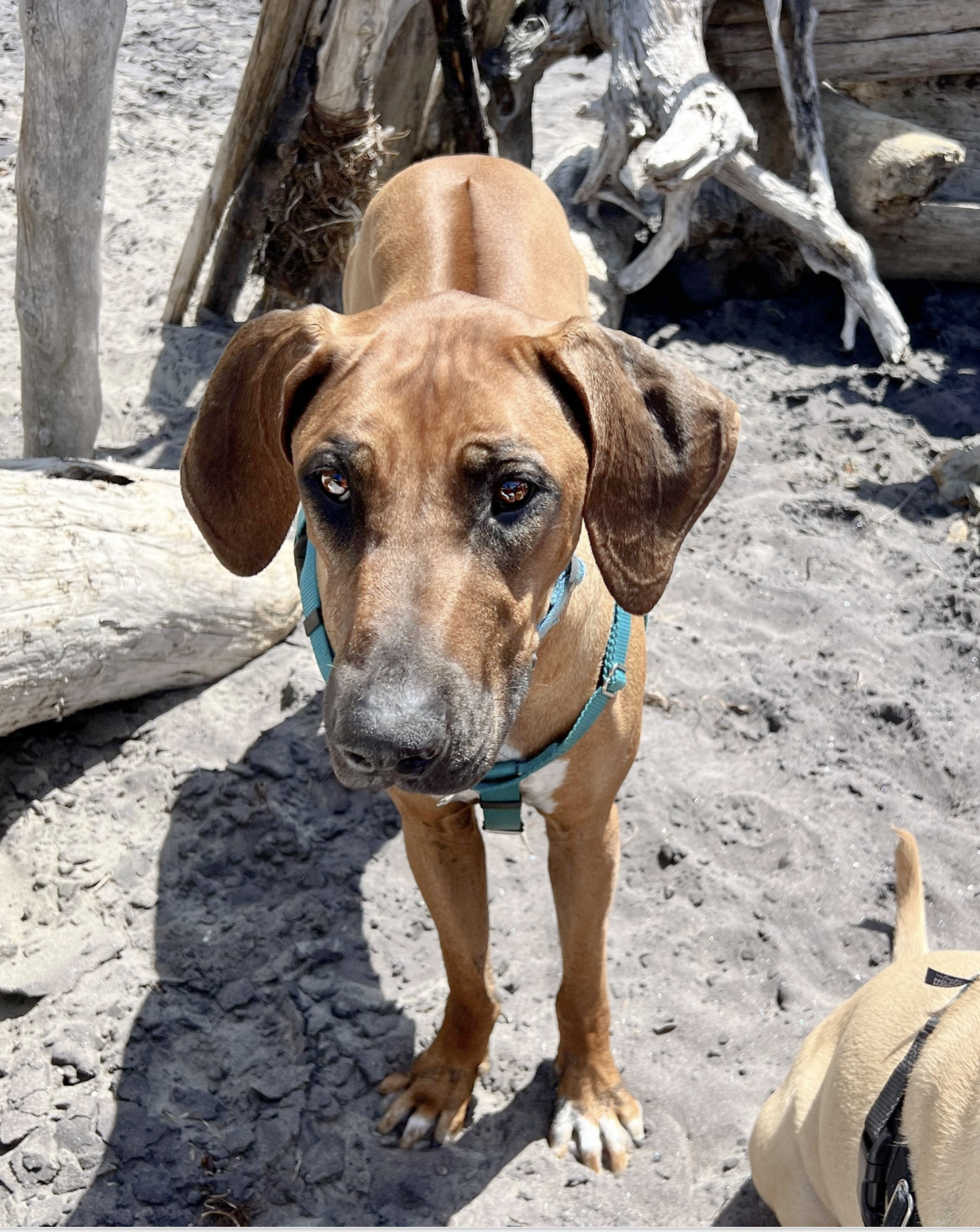 SADIE 1/18/25 - Sadie was becoming increasingly anxious in her home, where she had been all four years of her life. She grew up with kids and cats, but suddenly was not happy around young people and had snapped at a couple children. Nothing seemed to