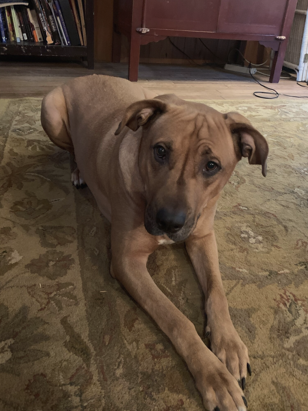 BEN
January 2021 - Ben is a three-and-a-half-year-old, neutered Ridgeback mix. He is a big boy and can be dominant but has some training.
Update: Ben found a home with a young woman with lots of dog-friendly friends … He will have a wonderful time