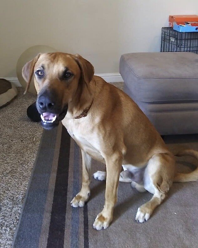 BUDDY
8/08/21 - Buddy is a young dog who has had very little training but is sweet, funny, and has great potential. In his foster home, he was a cuddly, loving boy, very people-oriented. We think he is a mix of Rhodesian Ridgeback and either Slough