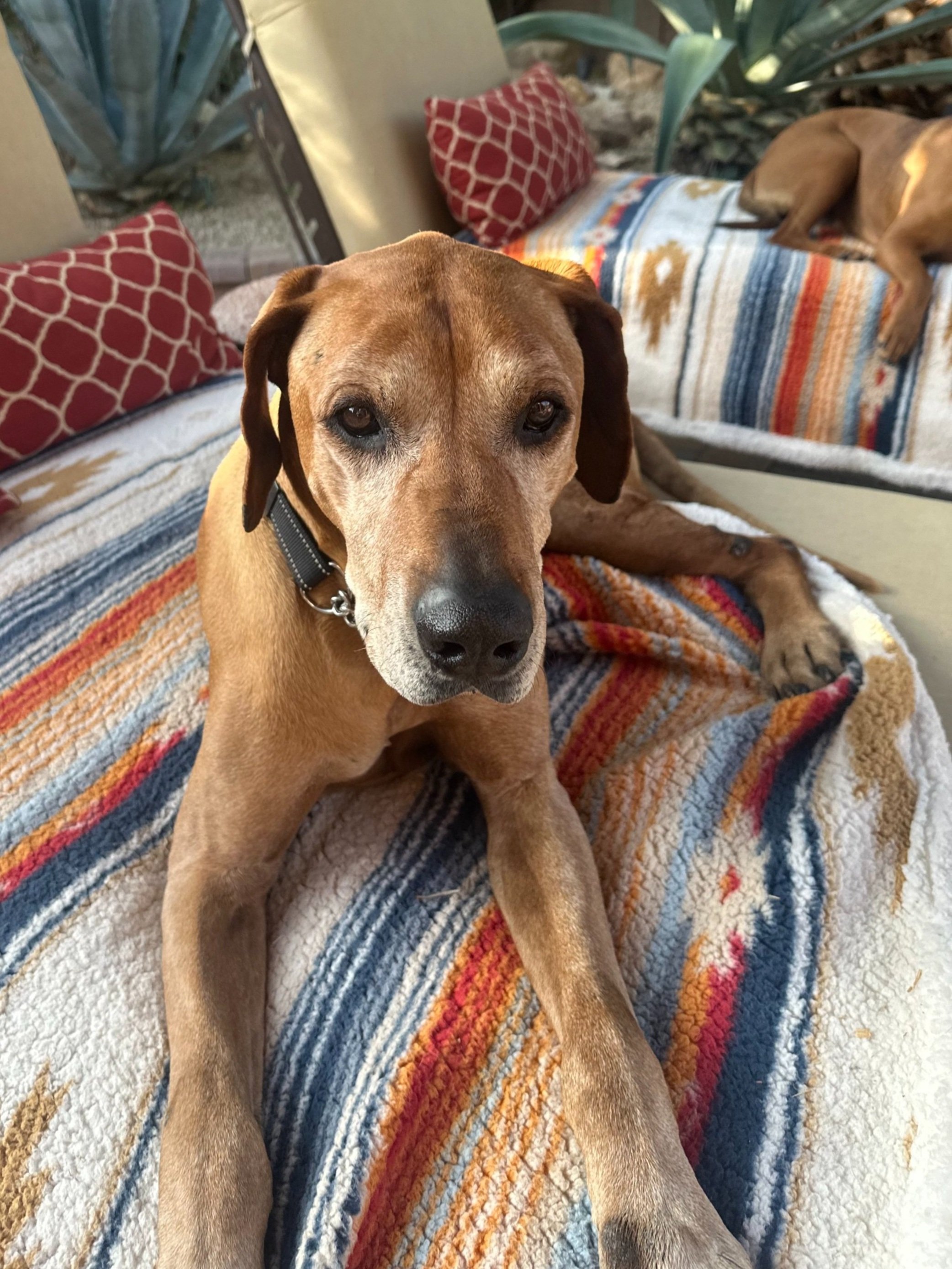 CHAKA 3/26/25 - This stately gentleman may be one of the sweetest rescues we've had! He was reported by a kind citizen to be living a long, sad life in a concrete yard, with no creature comforts aside from a doghouse. Apparently he had been there for