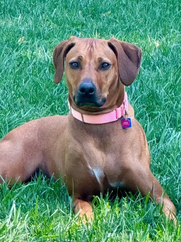 LUX 1/10/25 - At 3.5 years old, this girl was an owner surrender due to a change in the owner's life. Pampered Lux had been much loved and came to rescue with lots of personal belongings! She had been a bit sheltered and was wary of many things. Fort