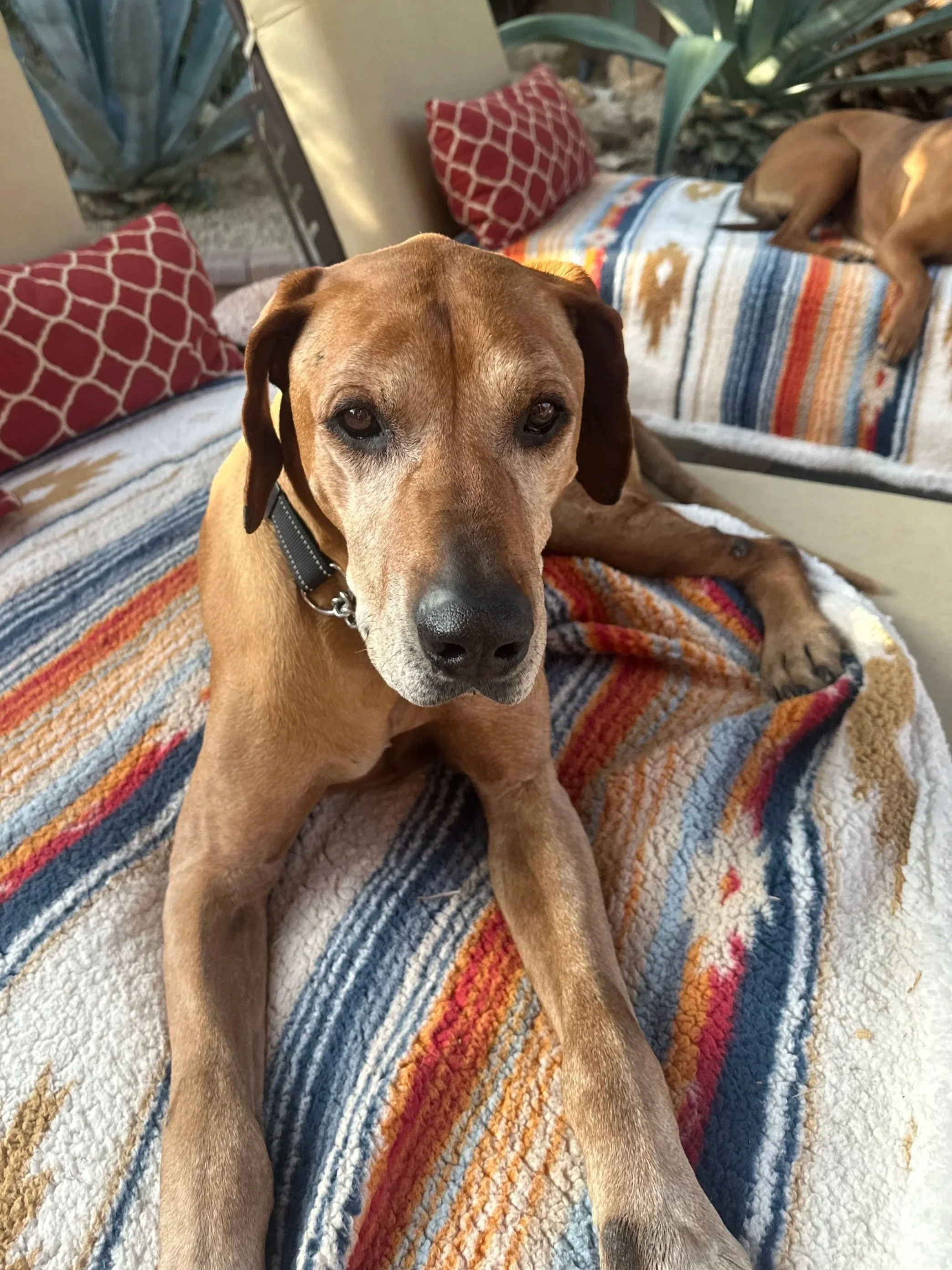 CHAKA 3/26/25 - This stately gentleman may be one of the sweetest rescues we've had! He was reported by a kind citizen to be living a long, sad life in a concrete yard, with no creature comforts aside from a doghouse. Apparently he had been there for